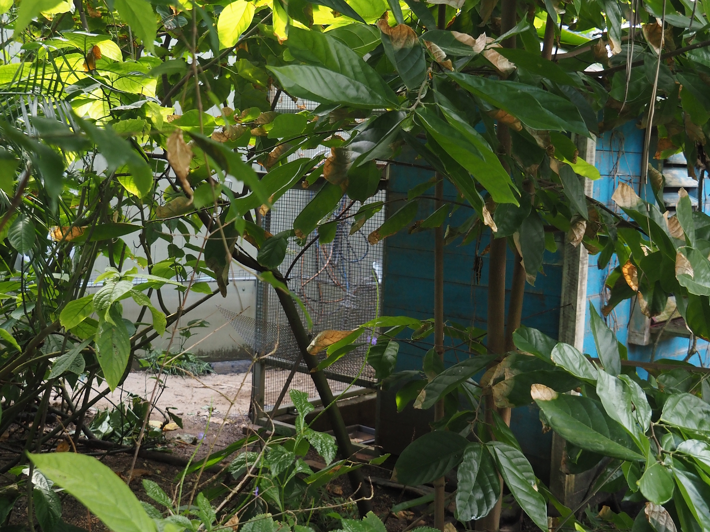 Bird holding and feeding area in the Mangrove, 2025-05-17
