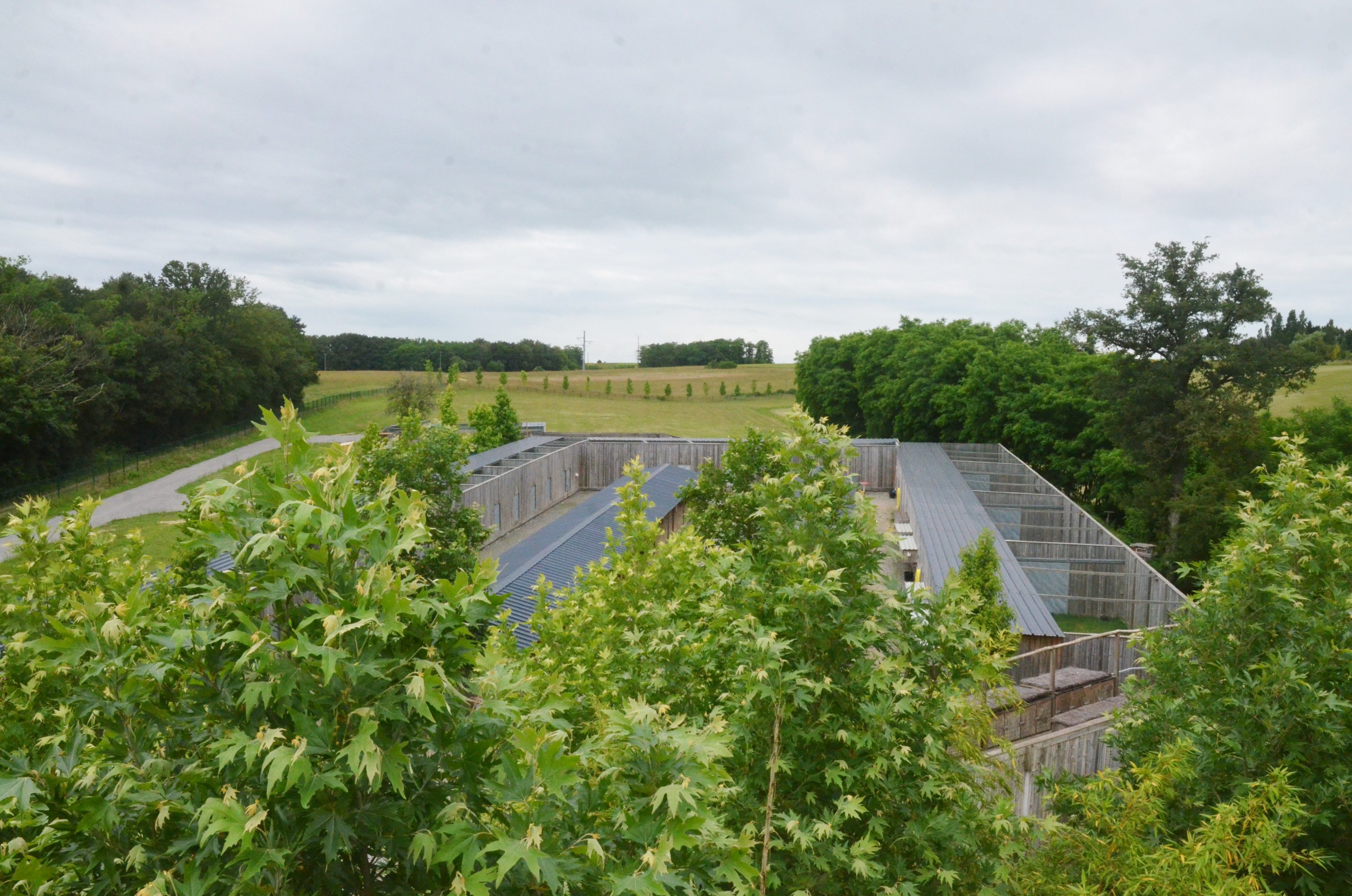 Bird Holding Area - Les Maîtres des Airs at Beauval, 12/06/18