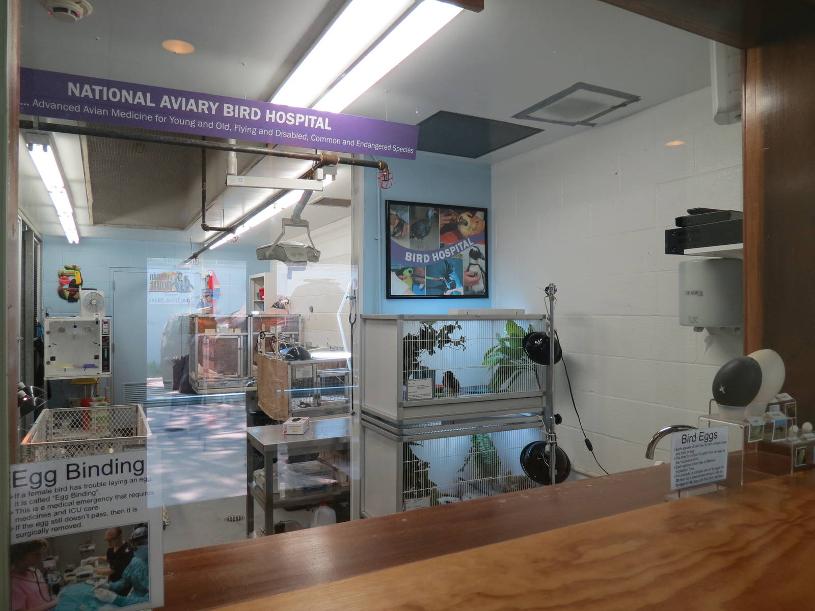 Bird Hospital Interior