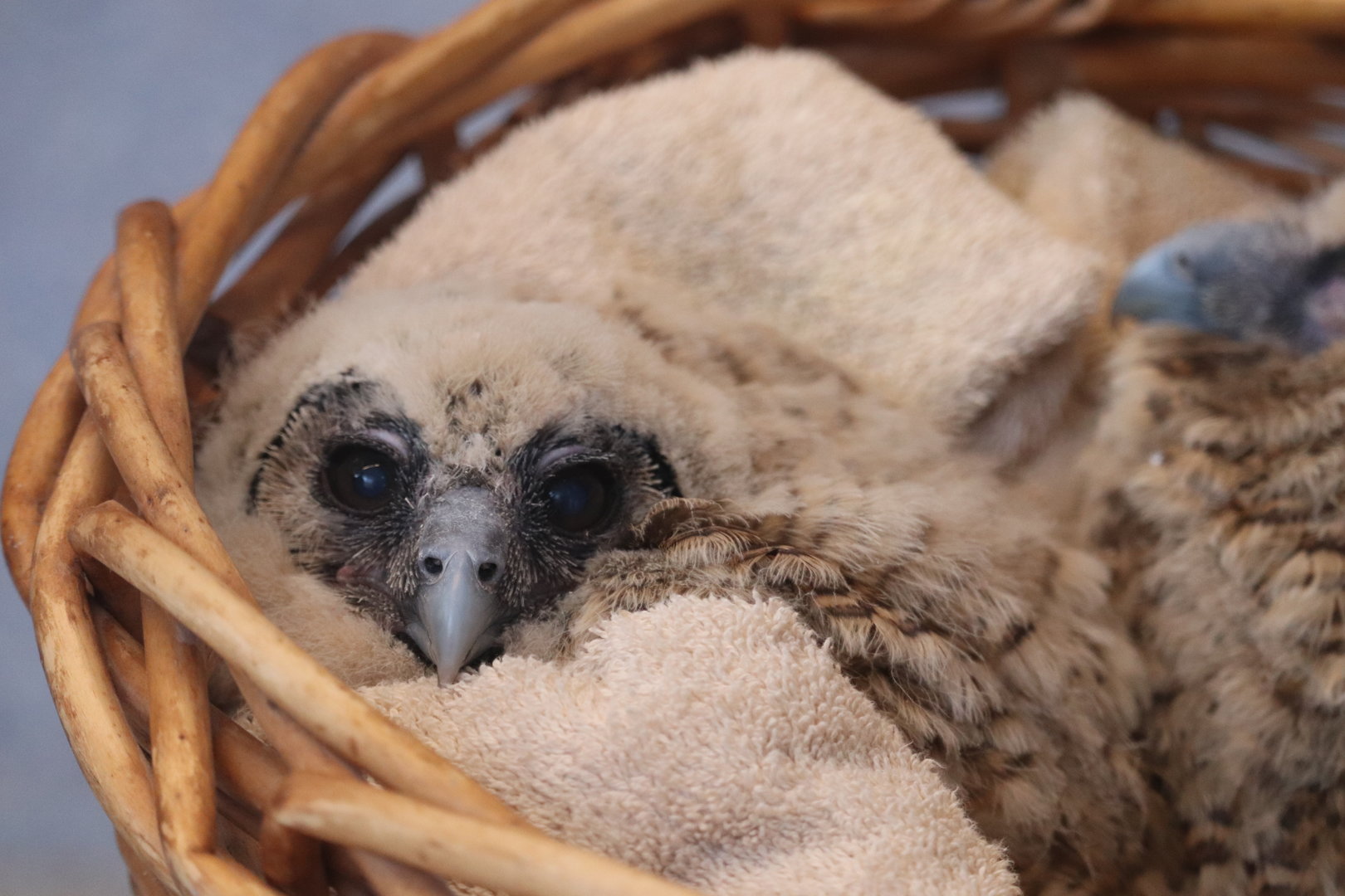 Bird House - 3-Week-Old Brown Wood Owl Chicks