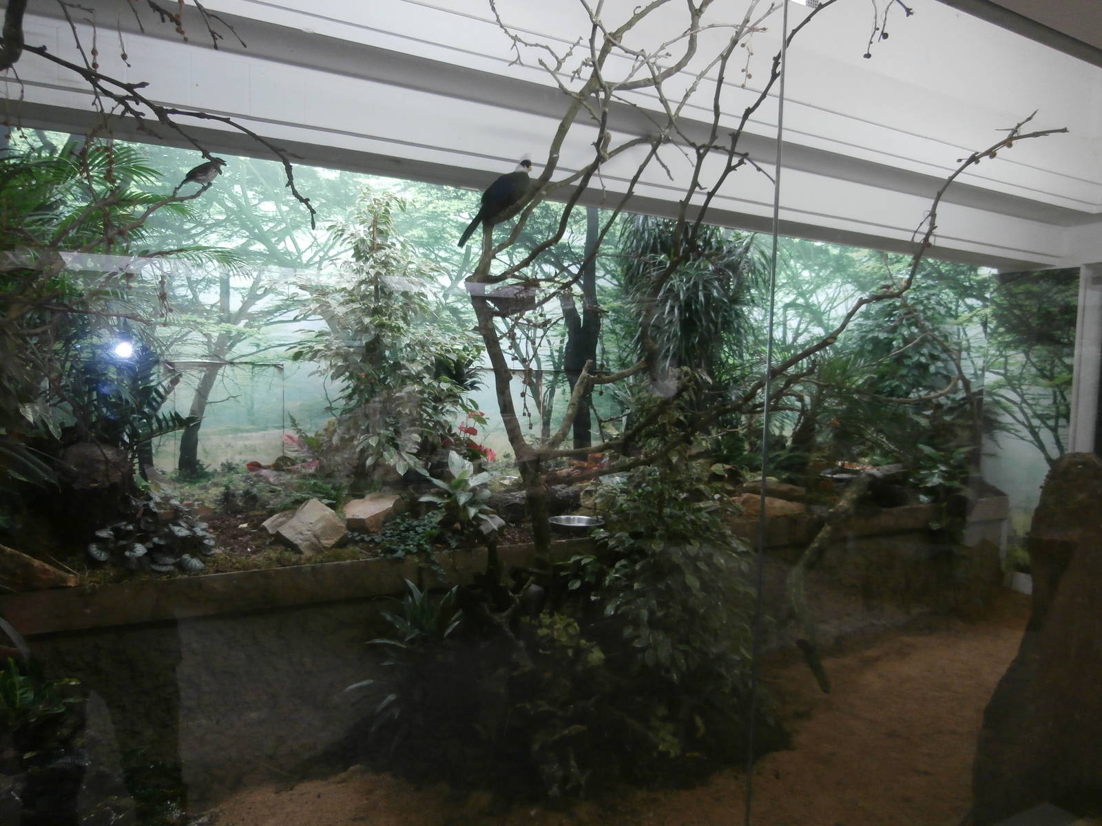 Bird House African Forest