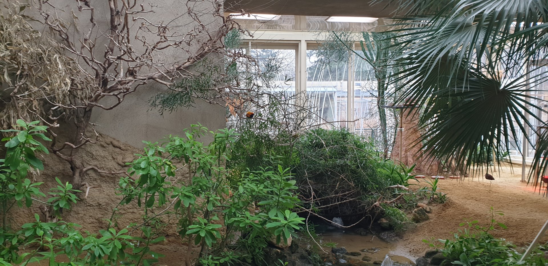 Bird House, African Savannah