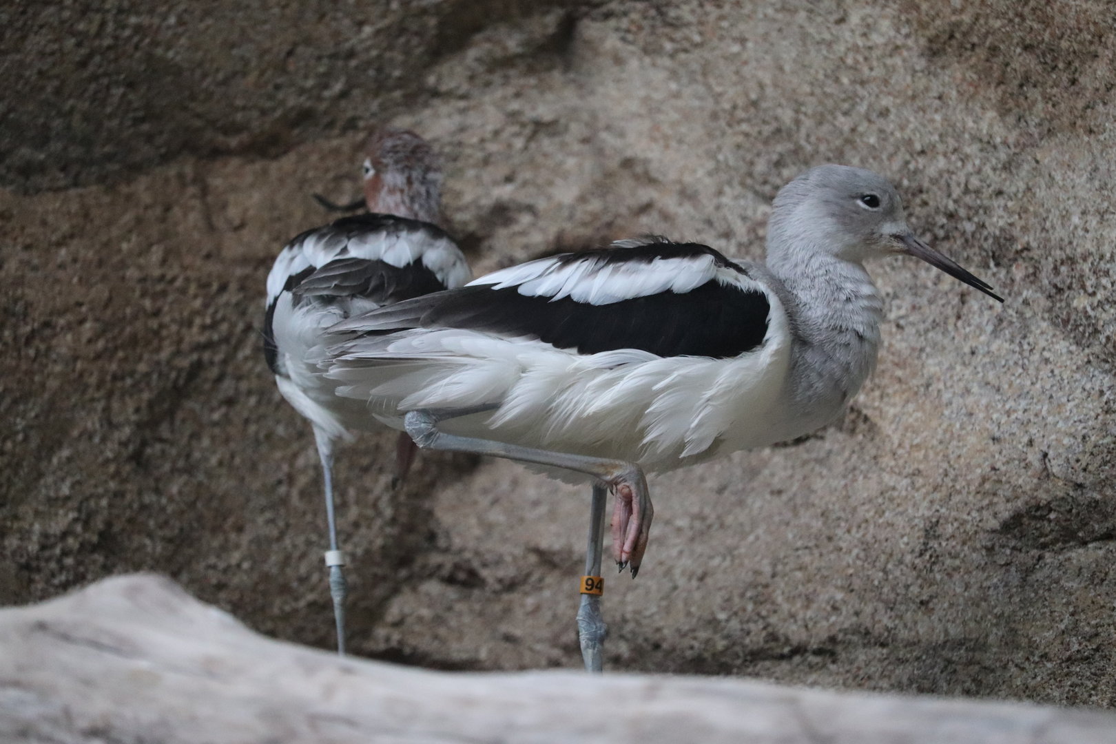 Bird House - American Avocet