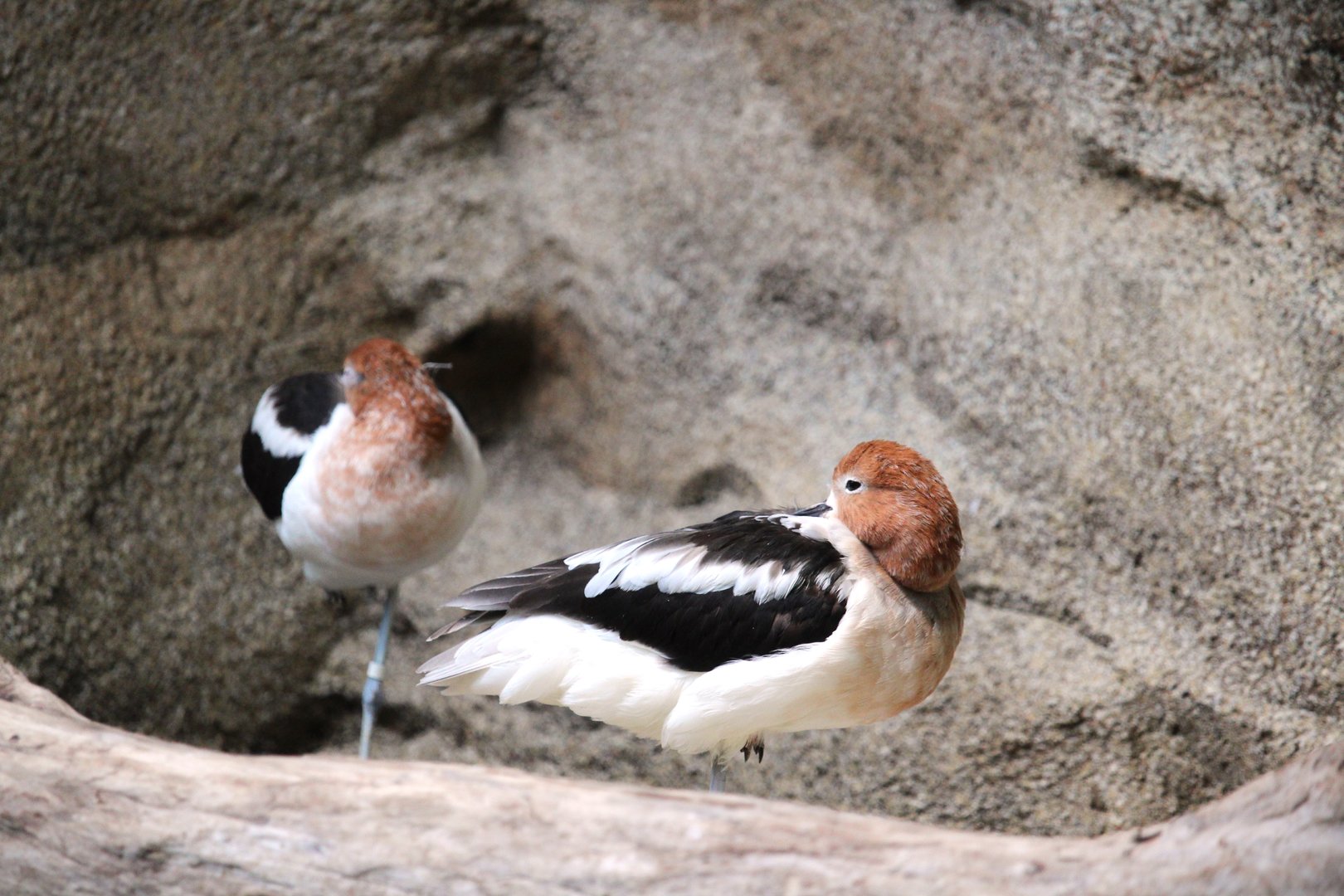 Bird House - American Avocets