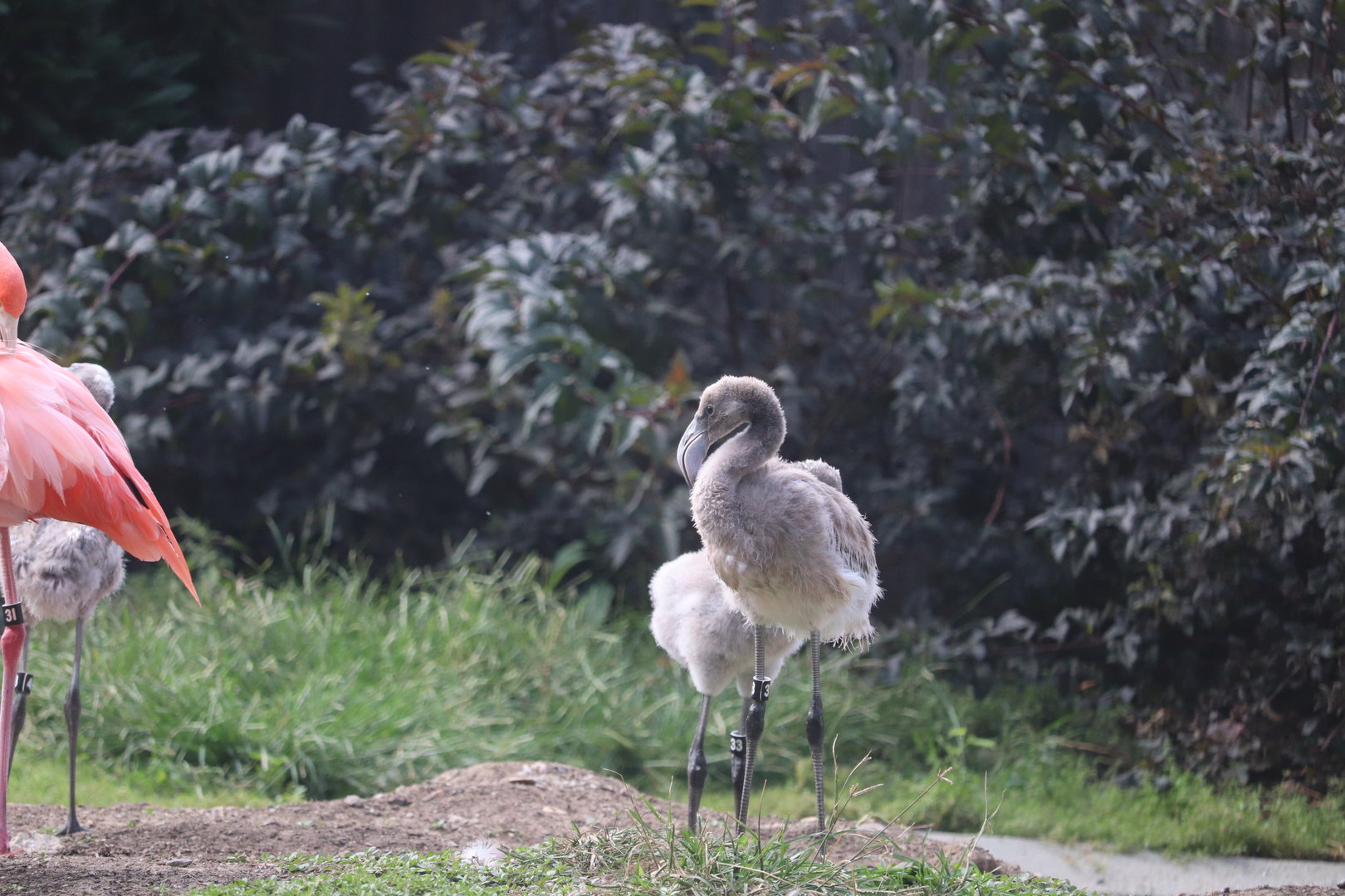Bird House - American Flamingo Chicks