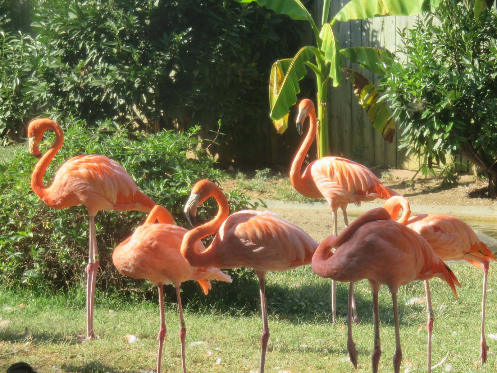 Bird House - American Flamingo