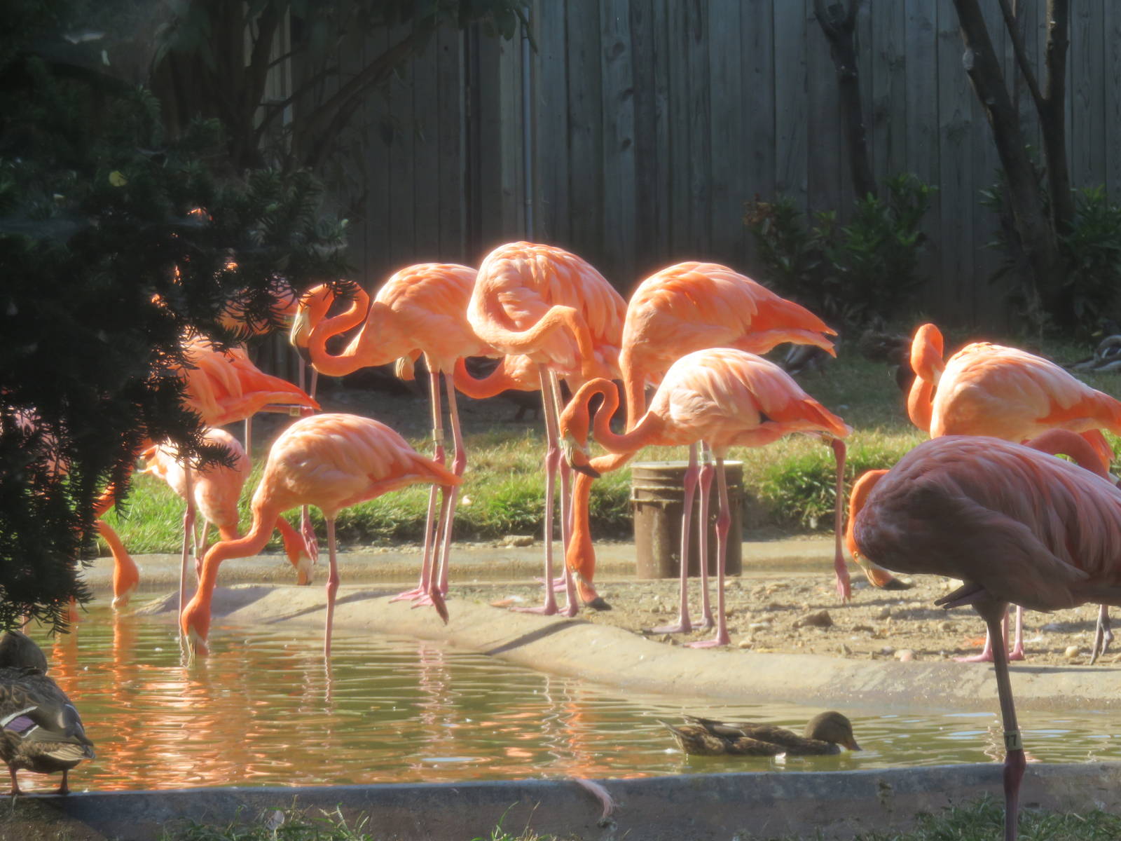 Bird House - American Flamingo