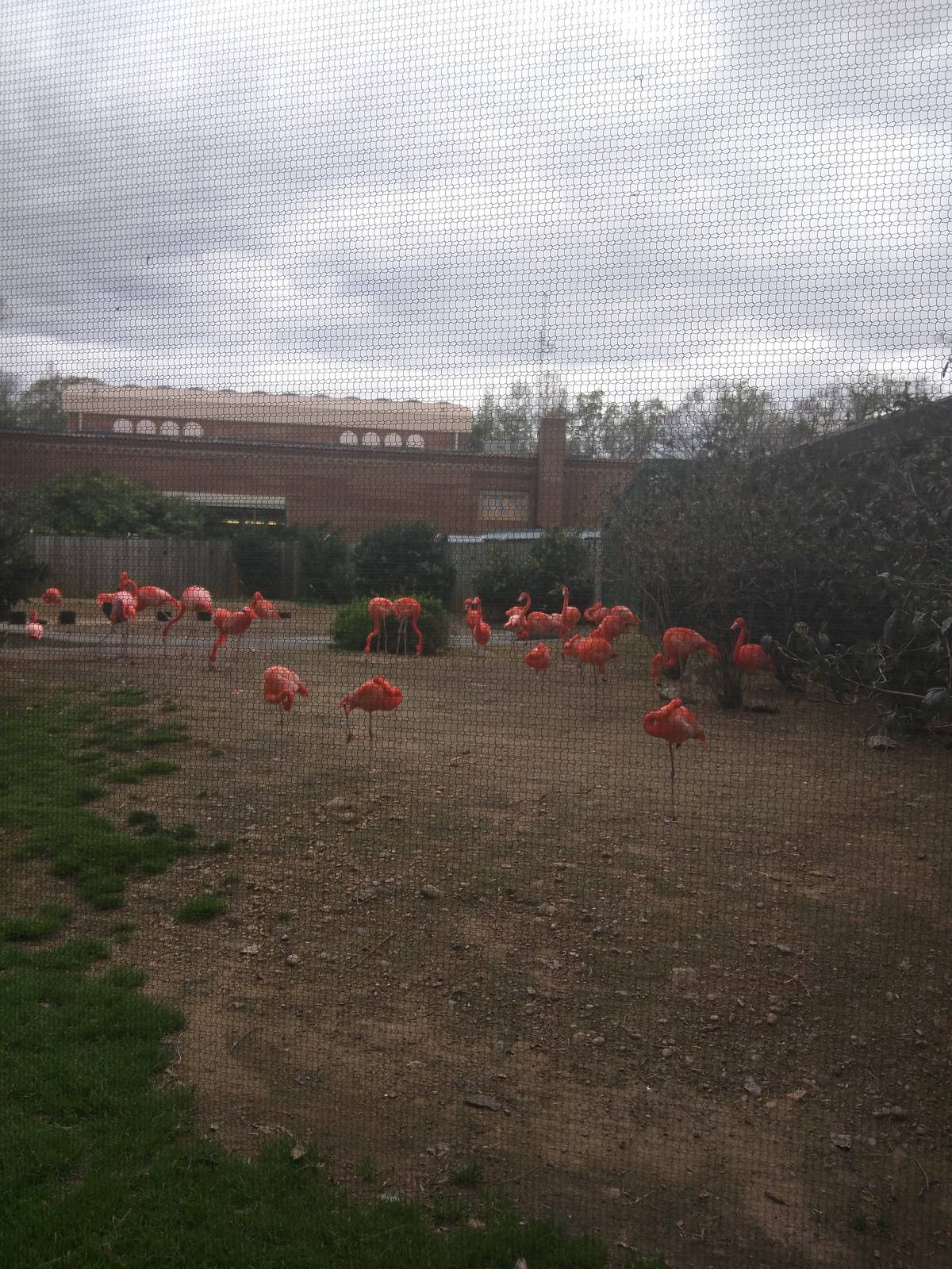 Bird House - American Flamingo