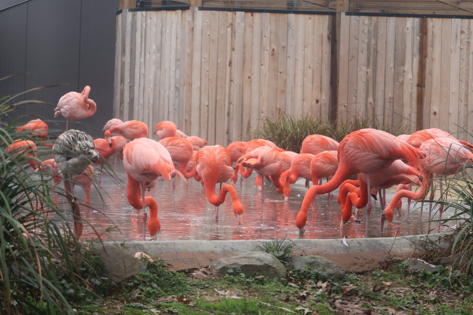 Bird House - American Flamingo