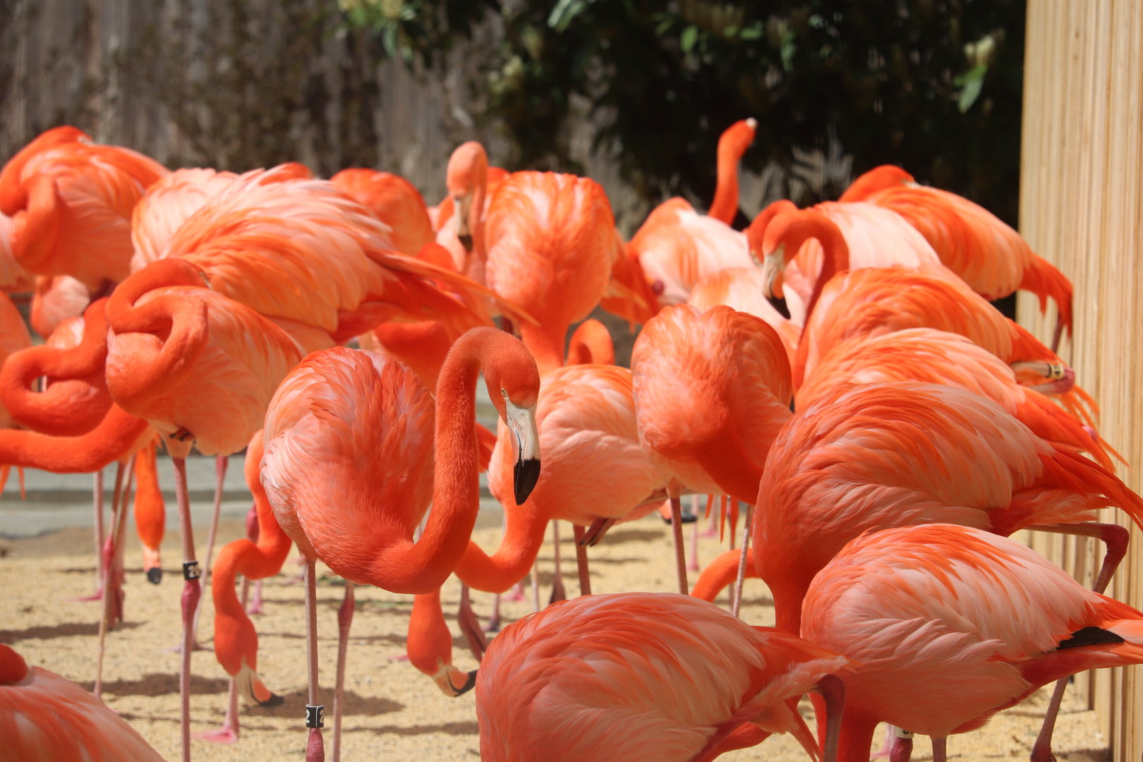 Bird House - American Flamingos