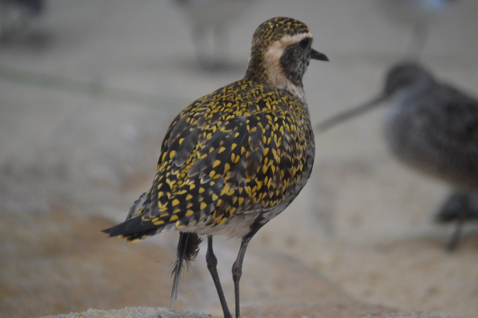 Bird House - American Golden Plover (Pluvialis dominica)