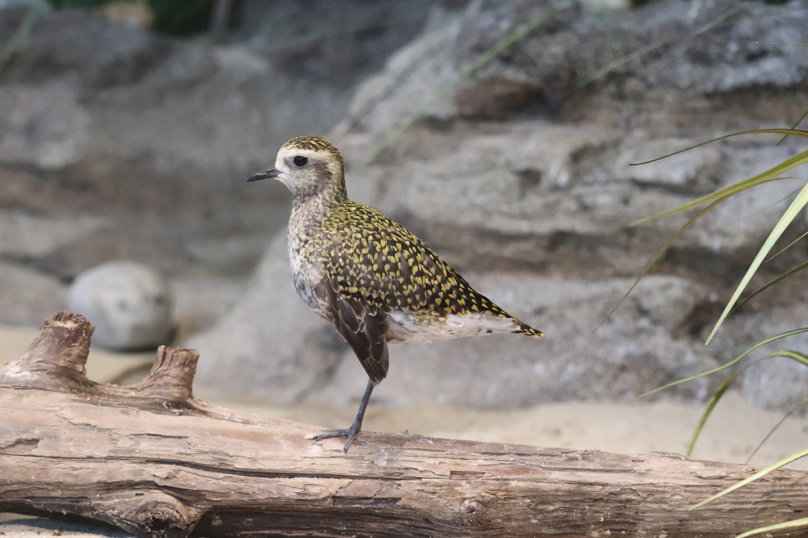 Bird House - American Golden Plover