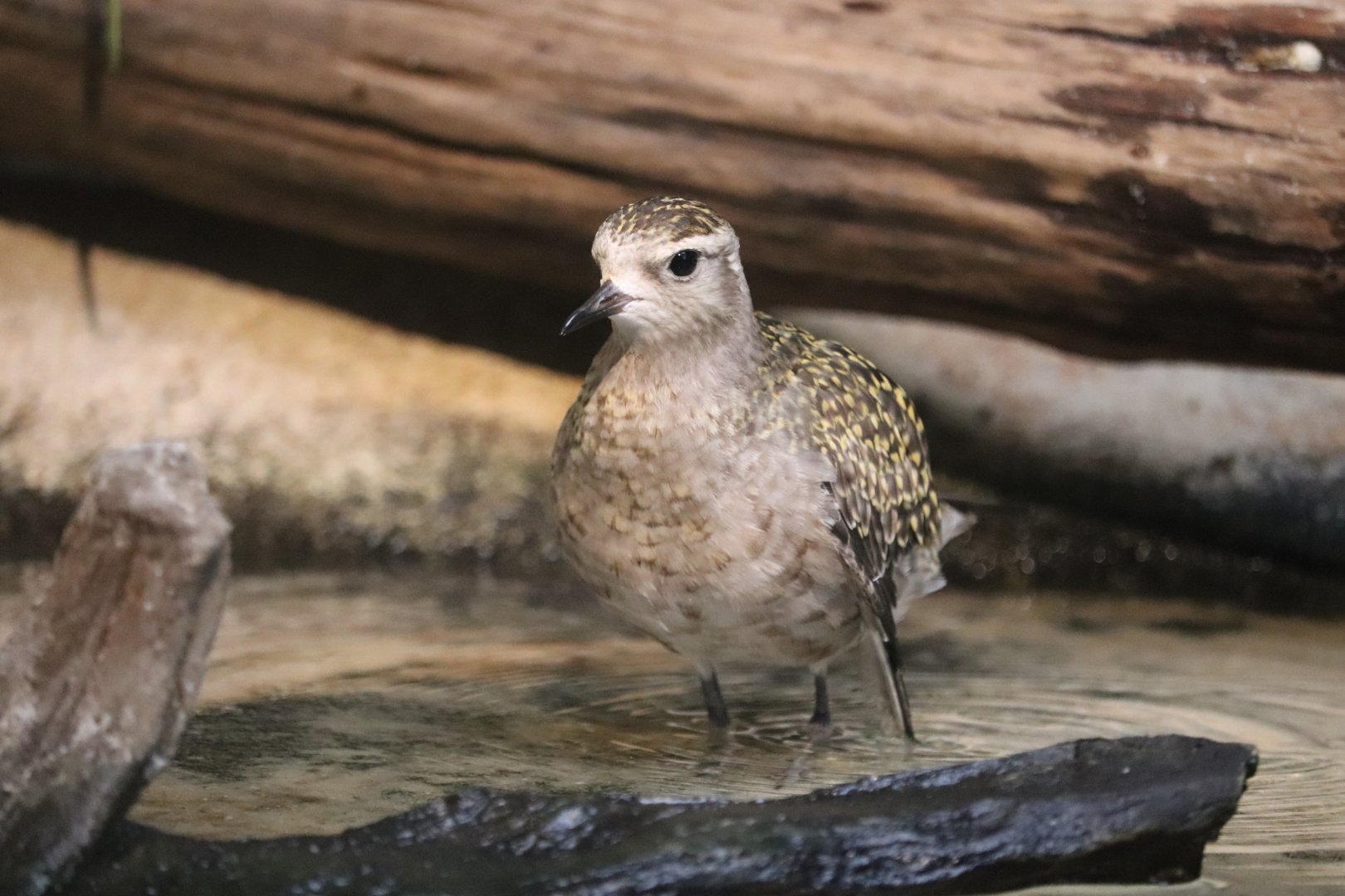 Bird House - American Golden Plover