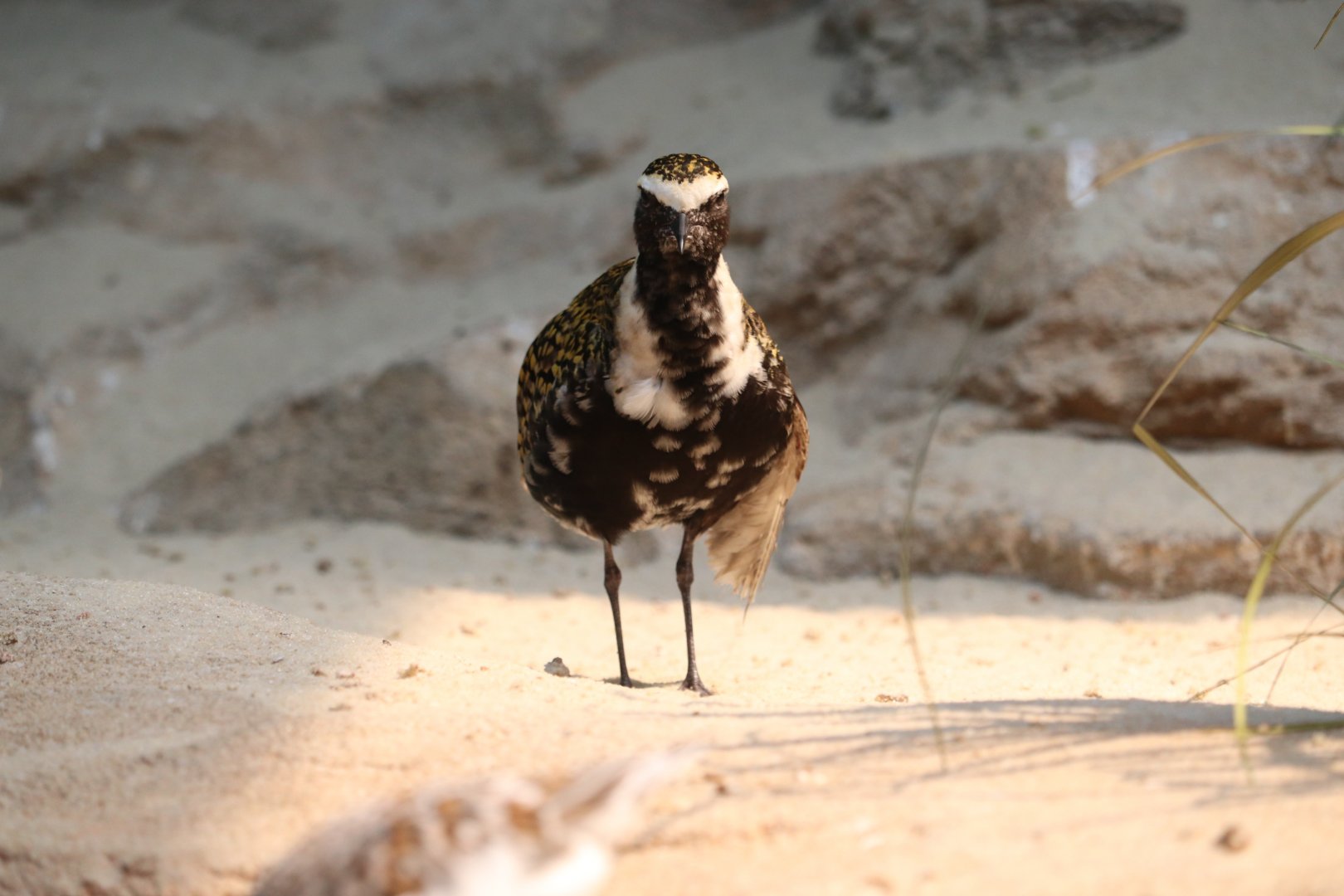 Bird House - American Golden Plover