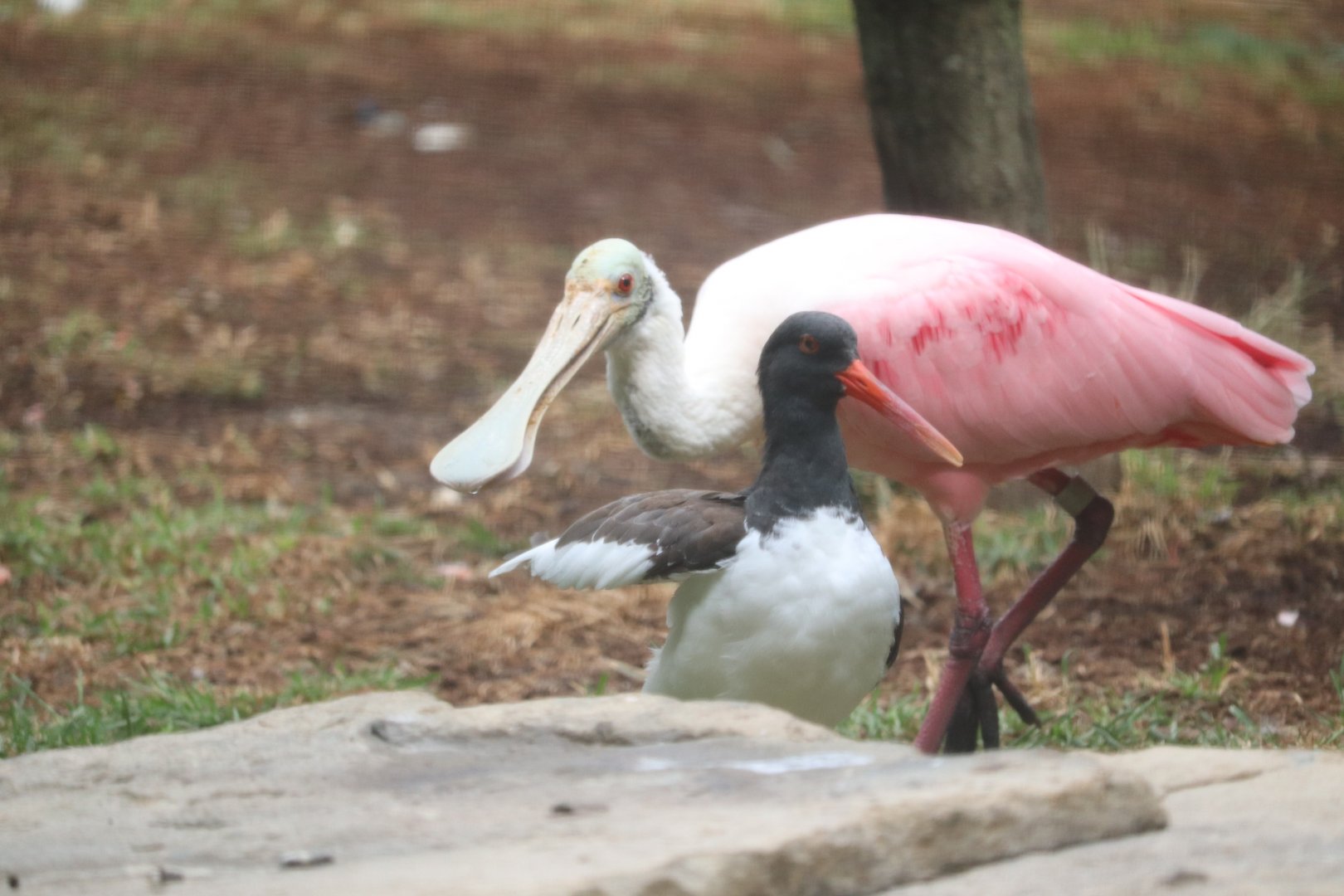 Bird House - American Oystercatcher - Roseate Spoonbill
