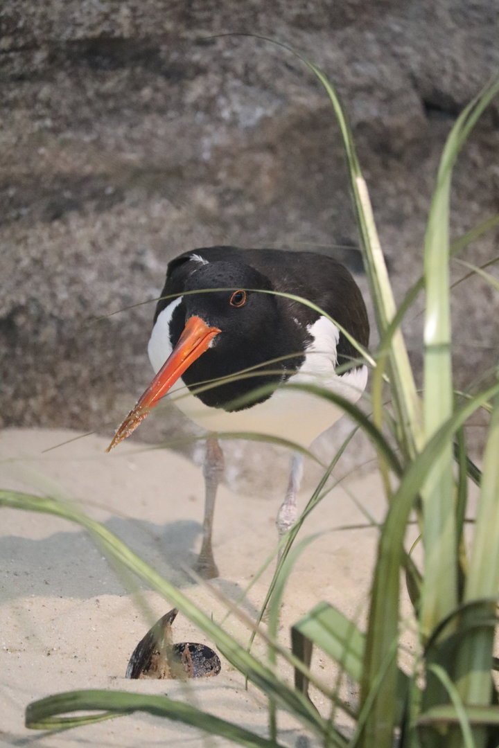 Bird House - American Oystercatcher