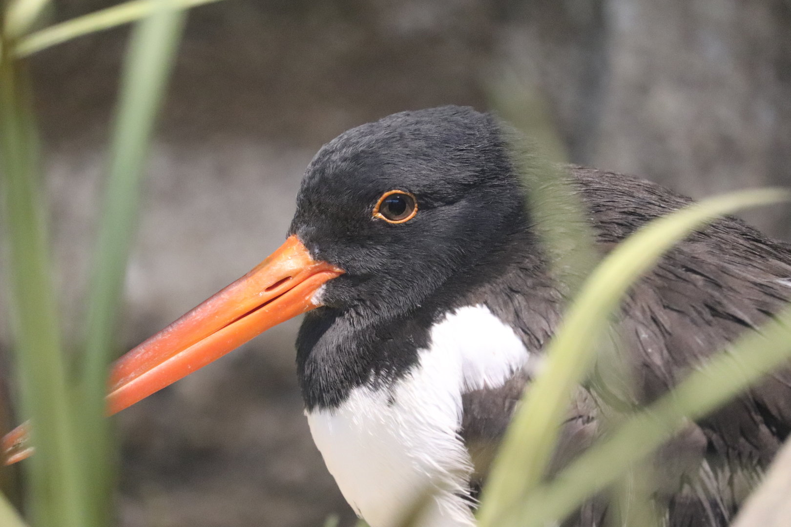Bird House - American Oystercatcher