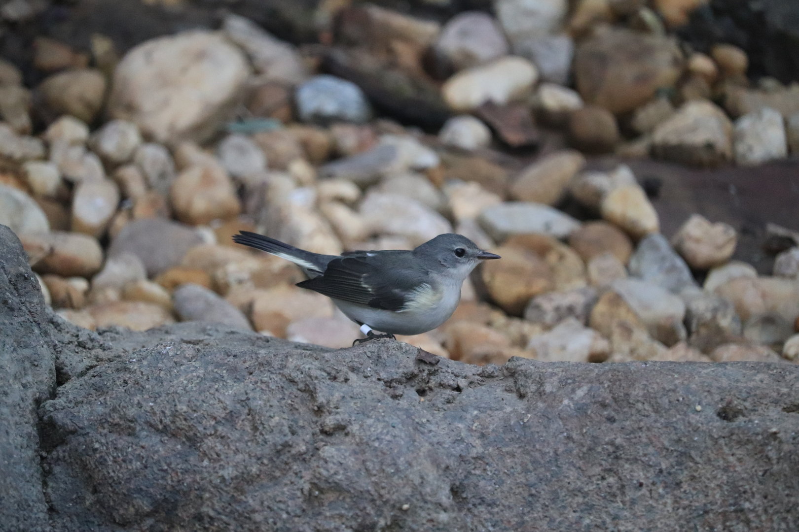 Bird House - American Redstart