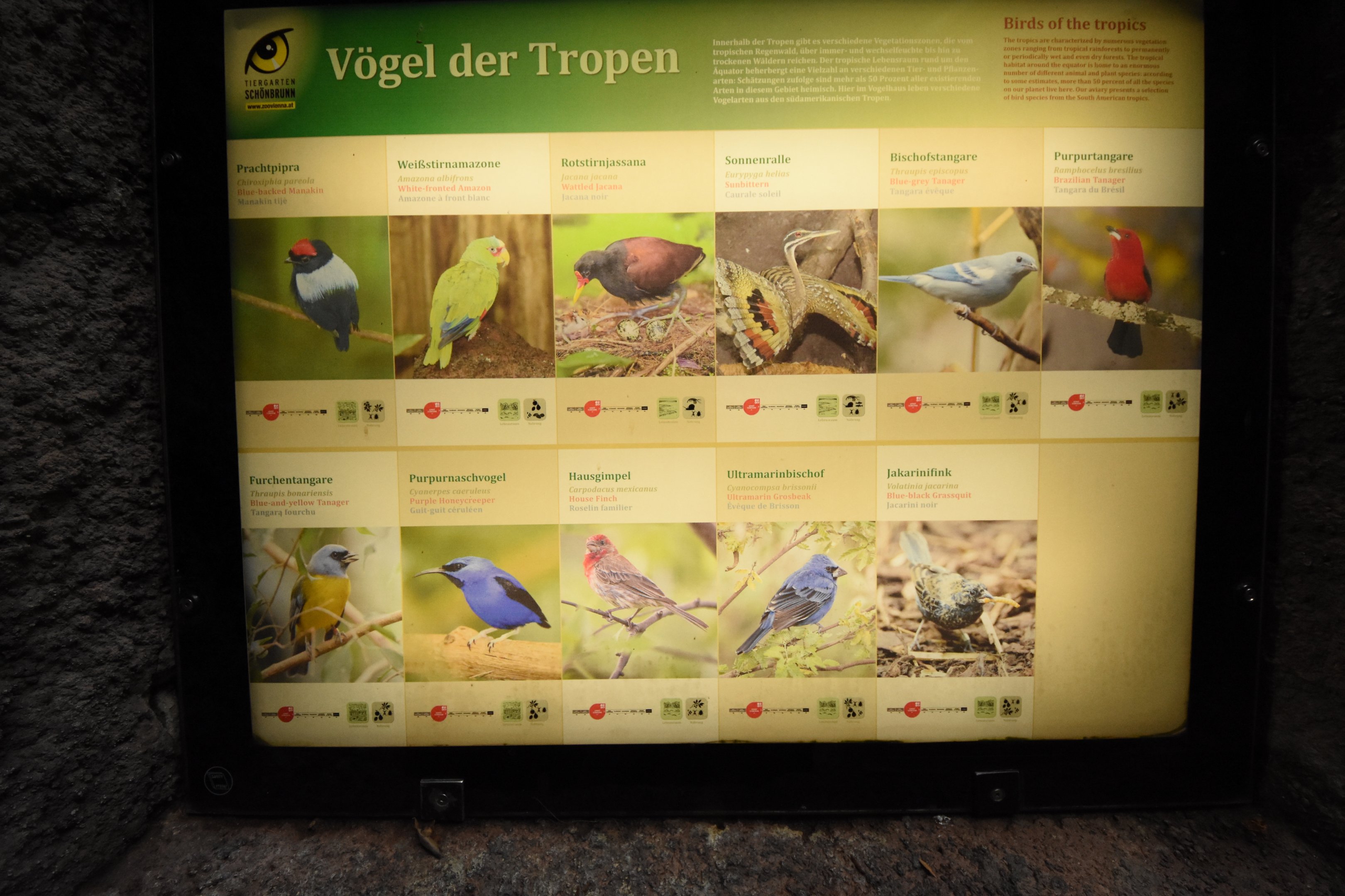 Bird house - American species list