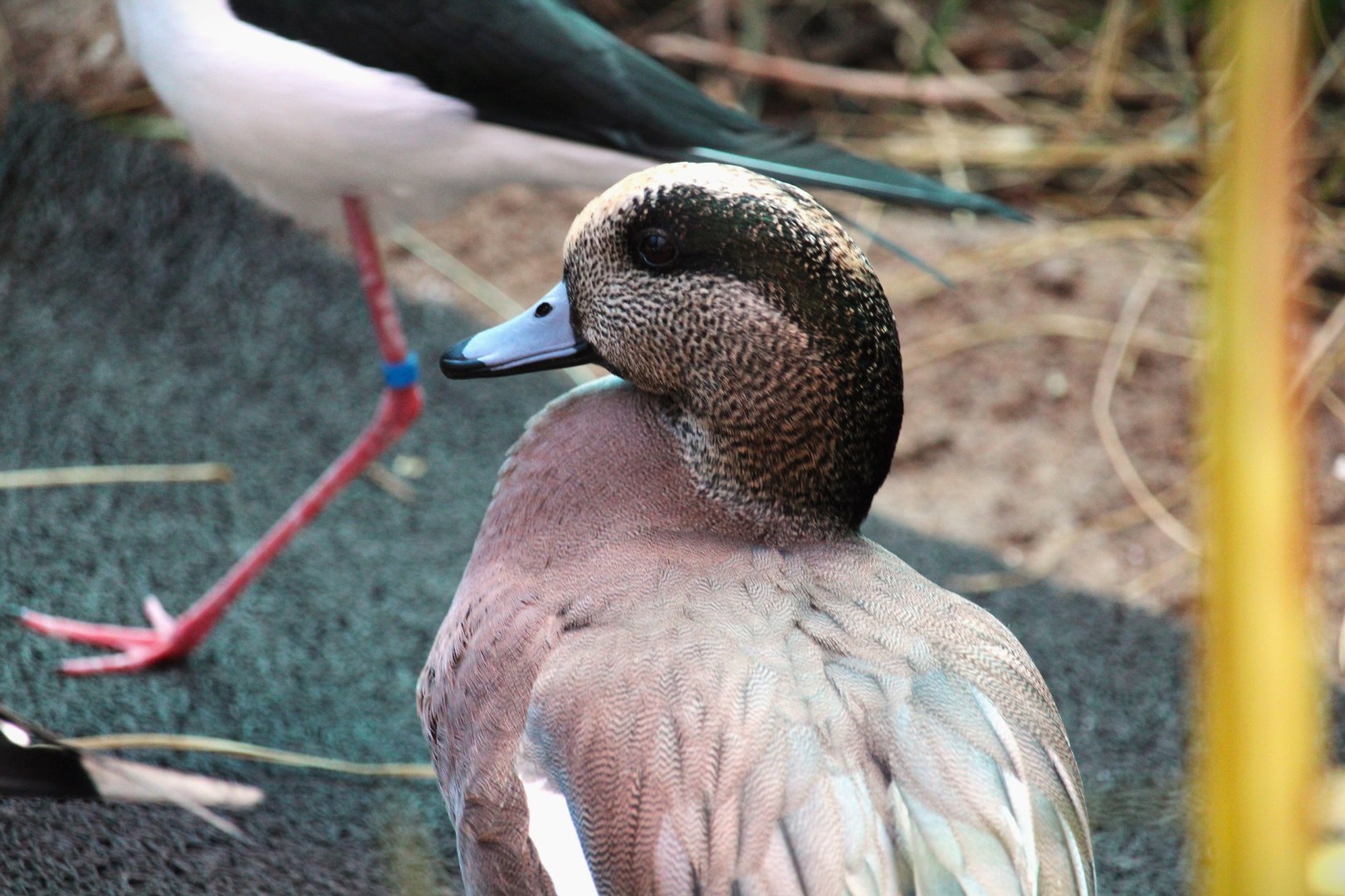 Bird House - American Wigeon