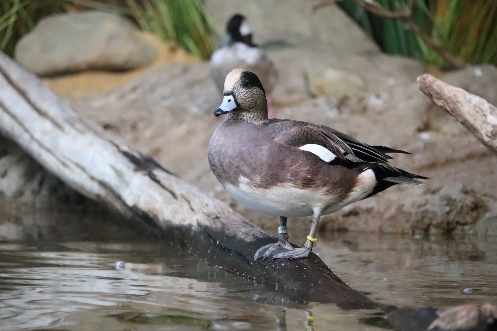 Bird House - American Wigeon