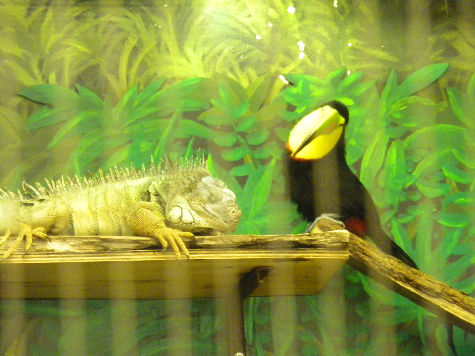 Bird House - An Odd Couple