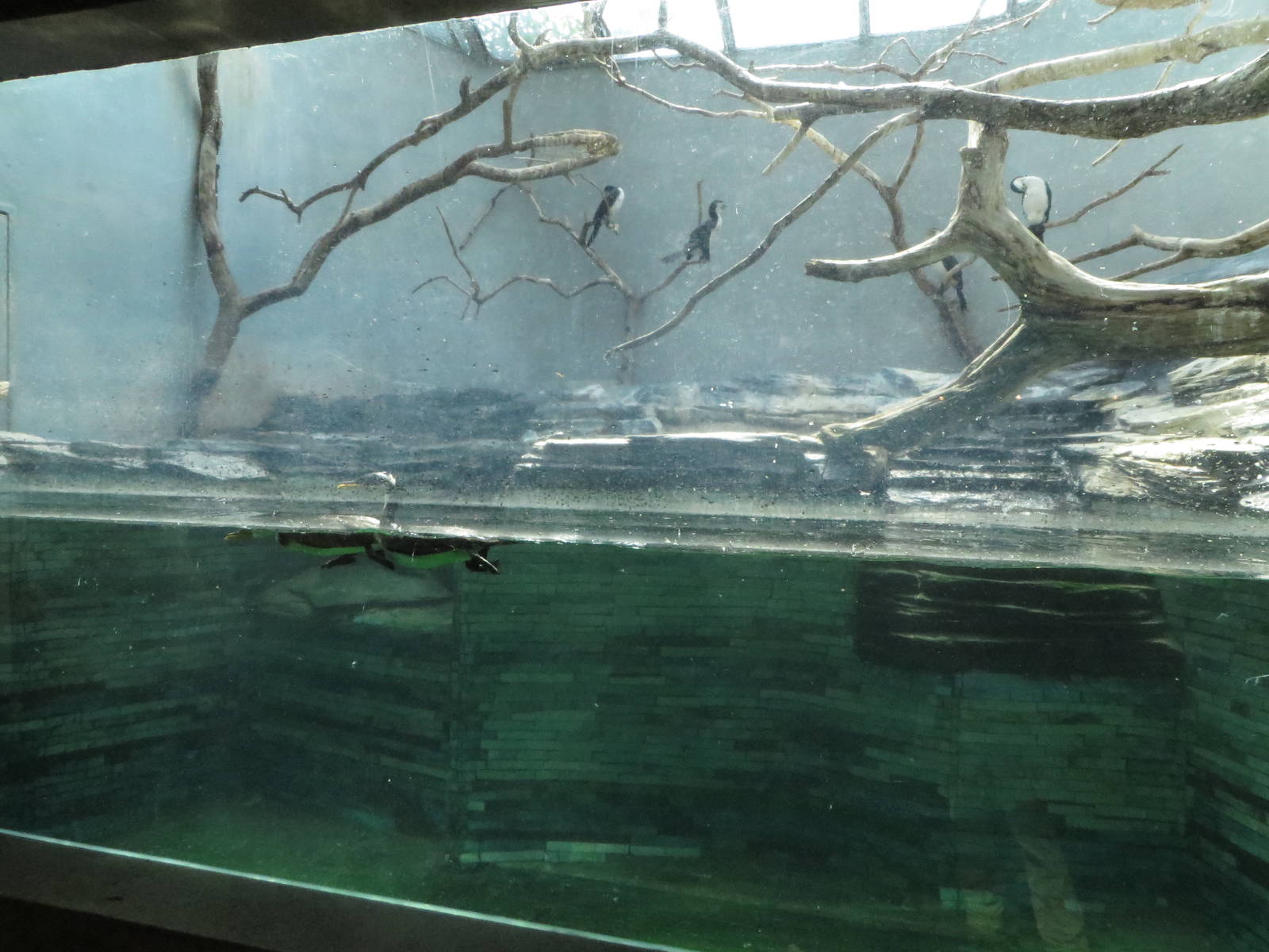 Bird house - aquatic display