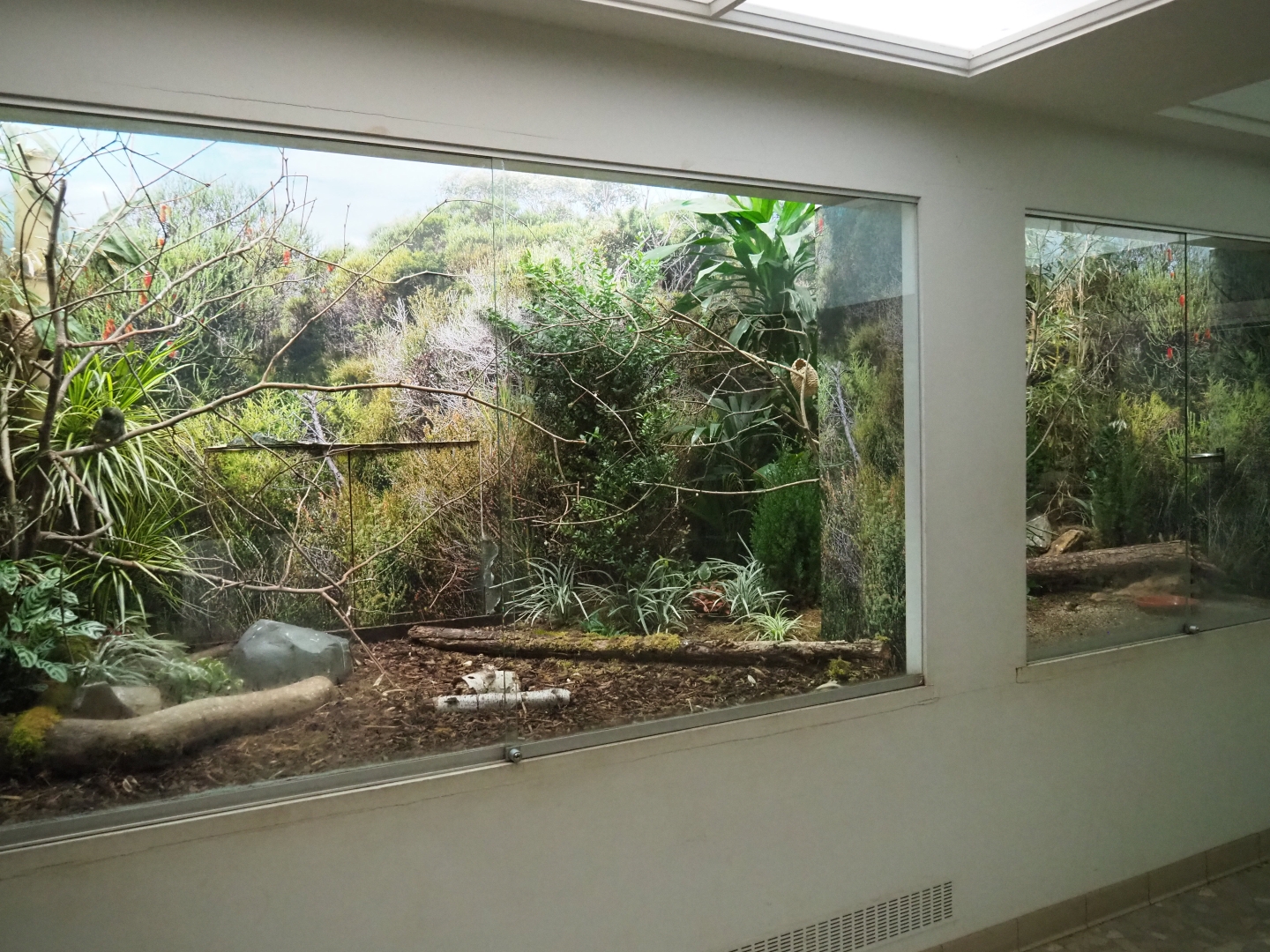 Bird House - Aviary Emei Shan Liocichla and Orange-breasted waxbill