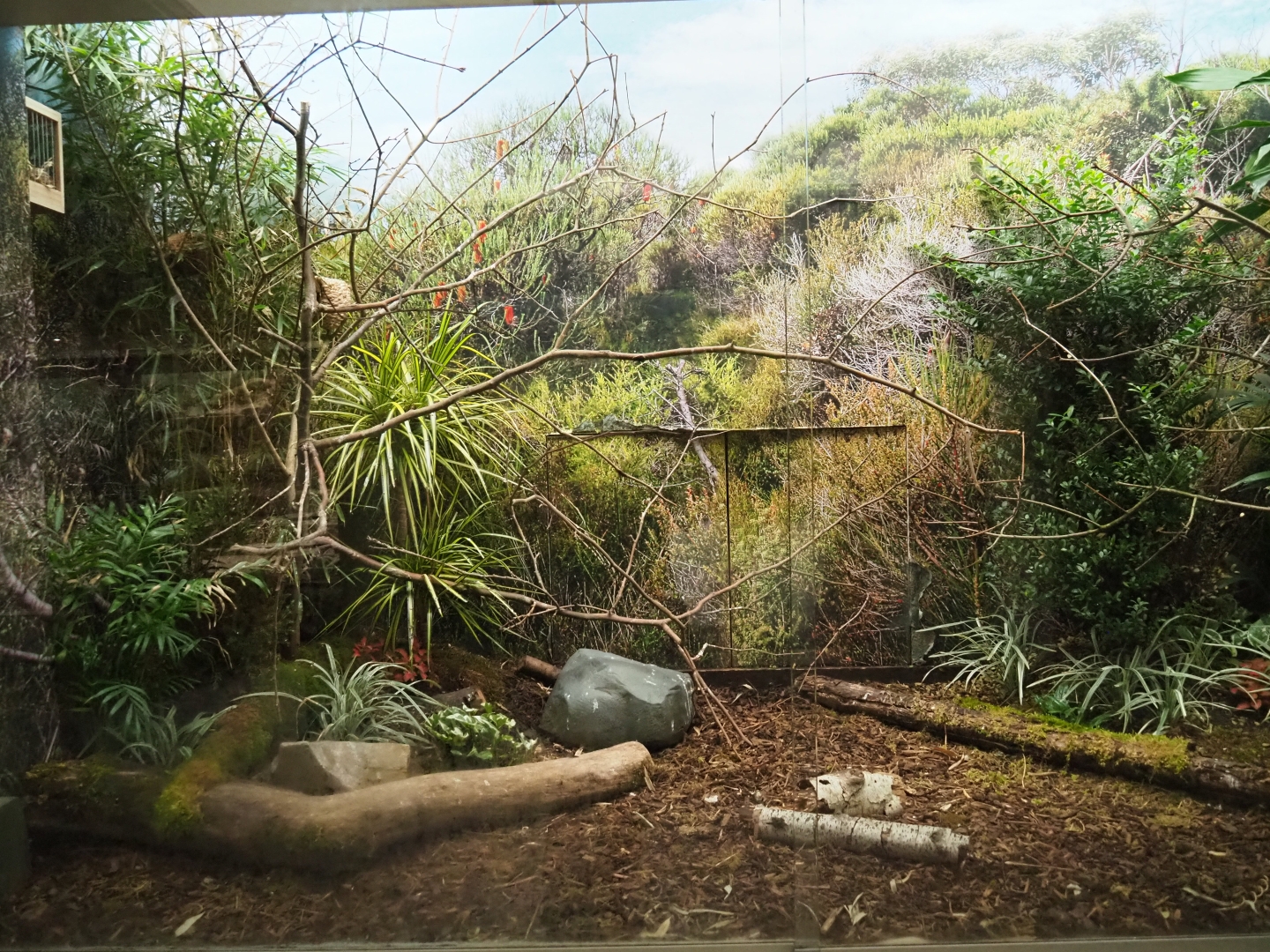 Bird House - Aviary Emei Shan Liocichla and Orange-breasted waxbill