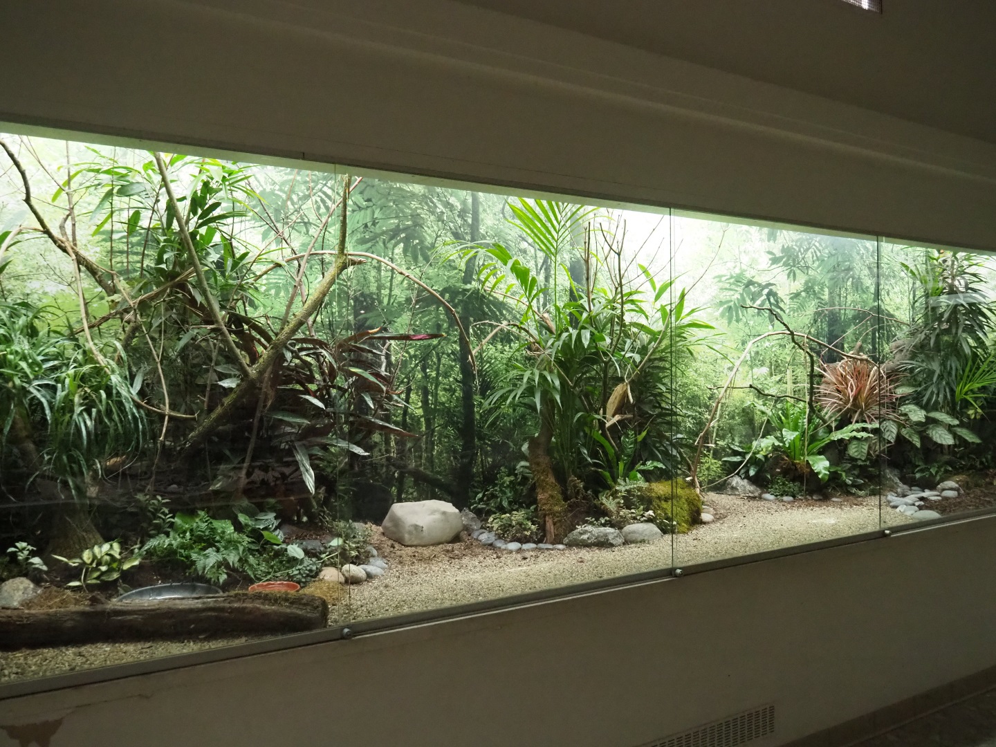 Bird House - Aviary Goldie's lorikeet, jungle bush-quail, red avadavat