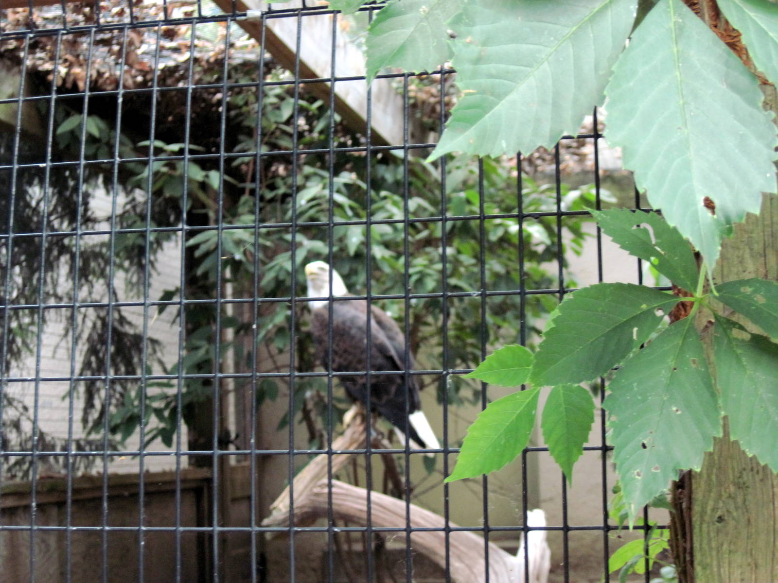 Bird House-Bald Eagle