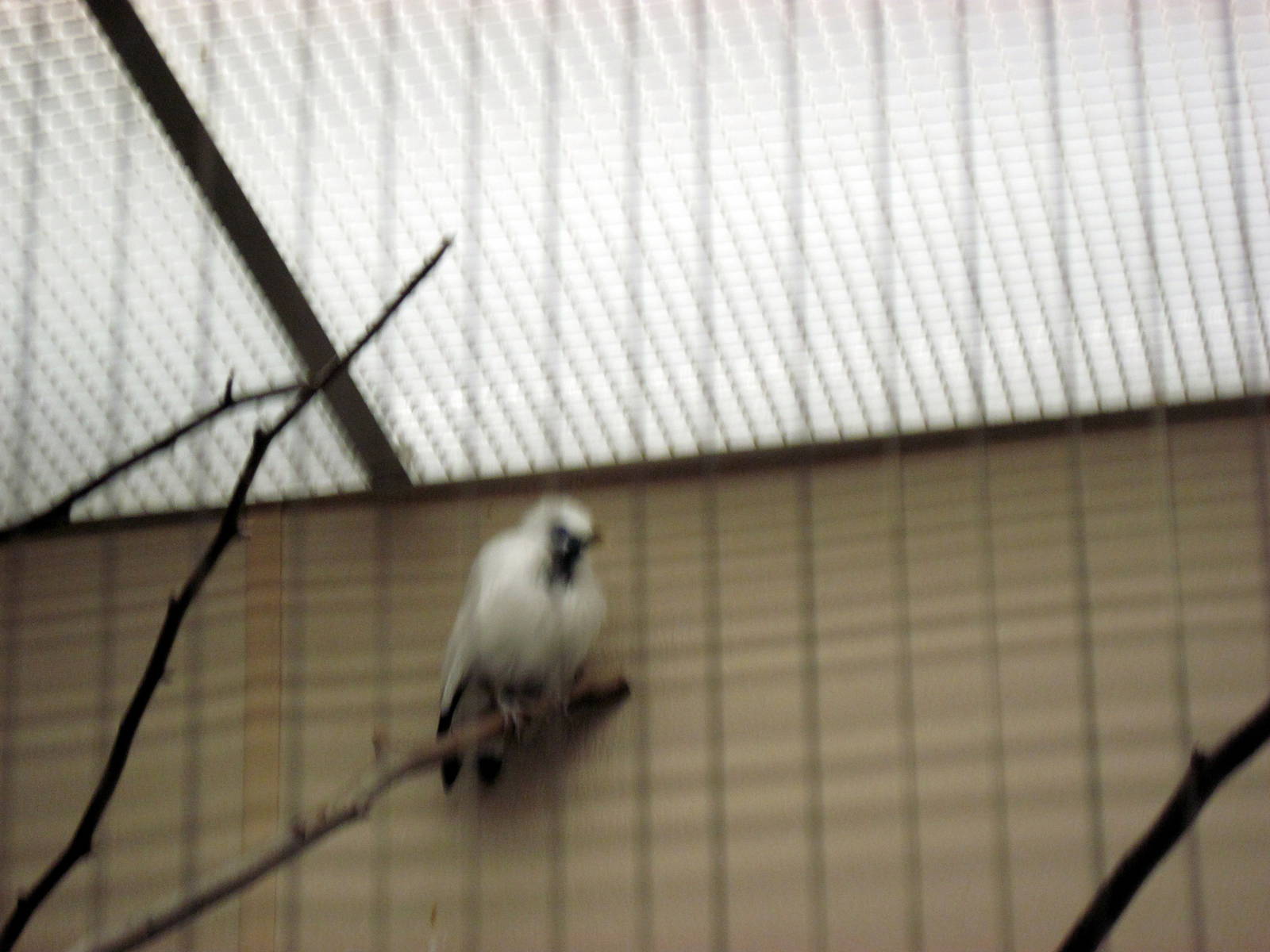 Bird House-Bali Mynah
