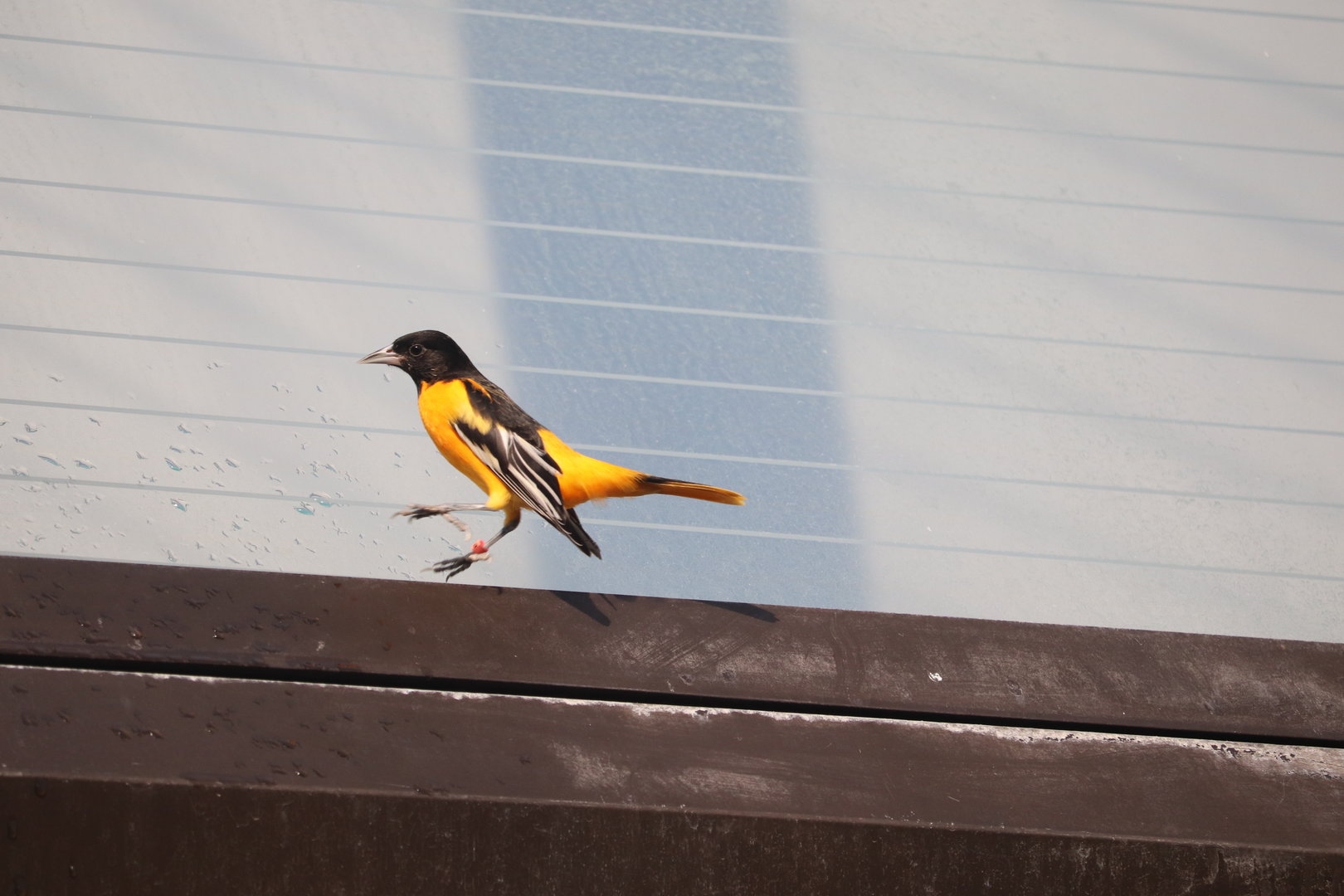 Bird House - Baltimore Oriole