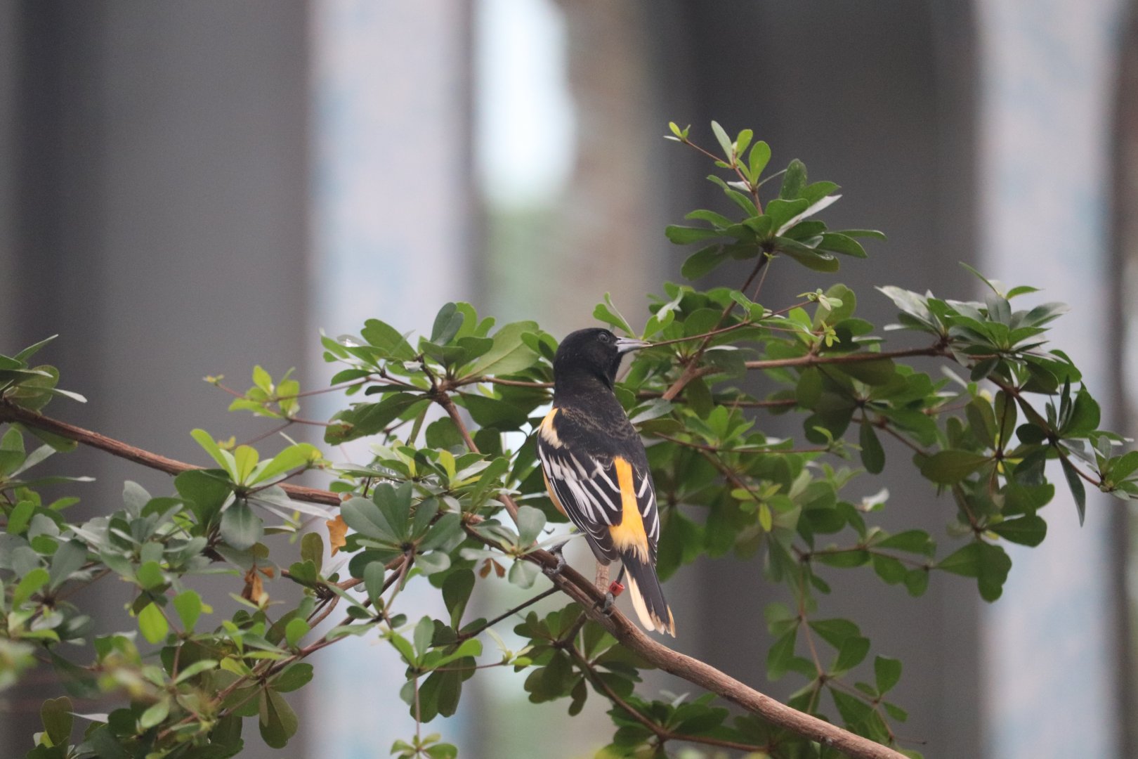 Bird House - Baltimore Oriole