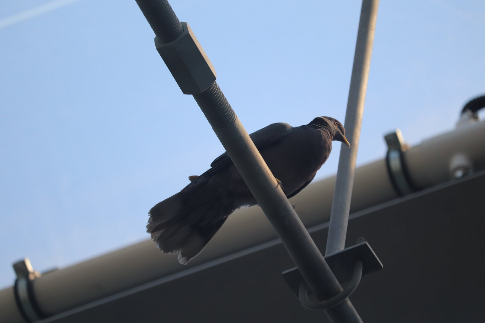 Bird House - Band-Tailed Pigeon