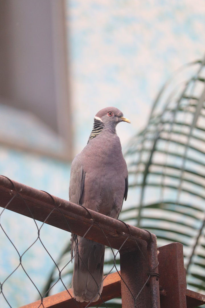 Bird House - Band-Tailed Pigeon