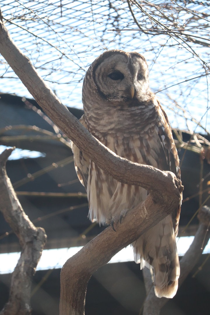 Bird House - Barred Owl