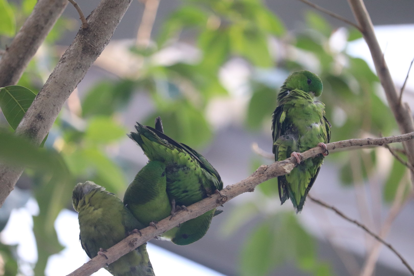 Bird House - Barred Parakeet