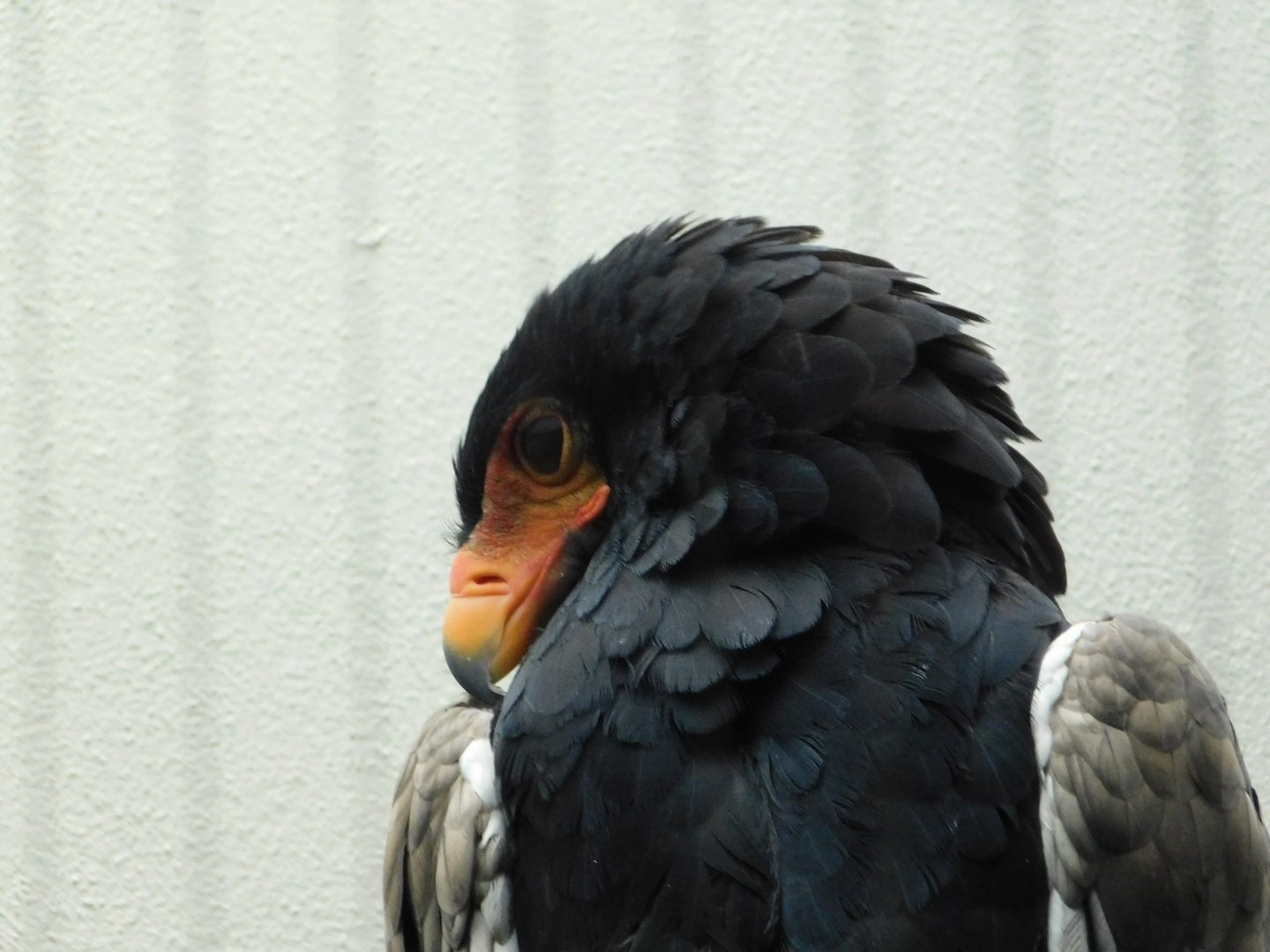 Bird House- Bataleur Eagle - January 29, 2022