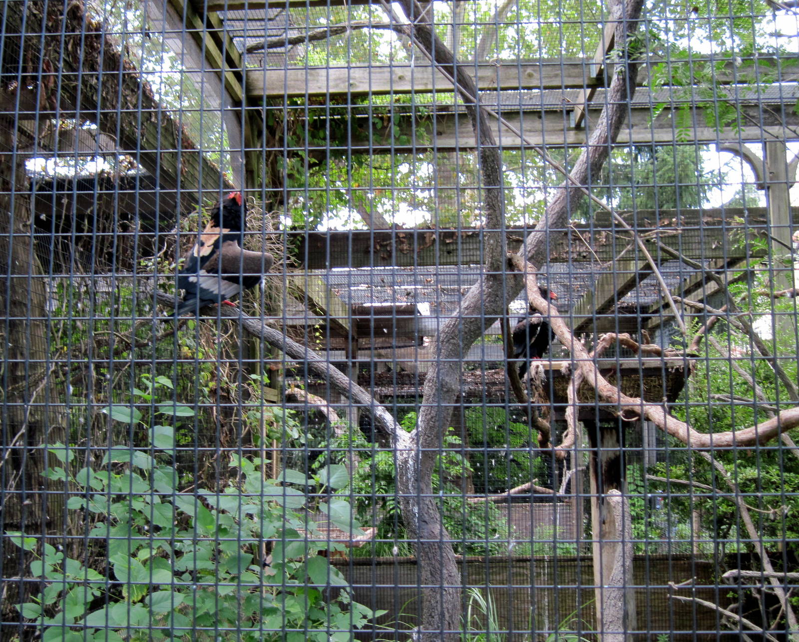 Bird House-Bateleur Eagles
