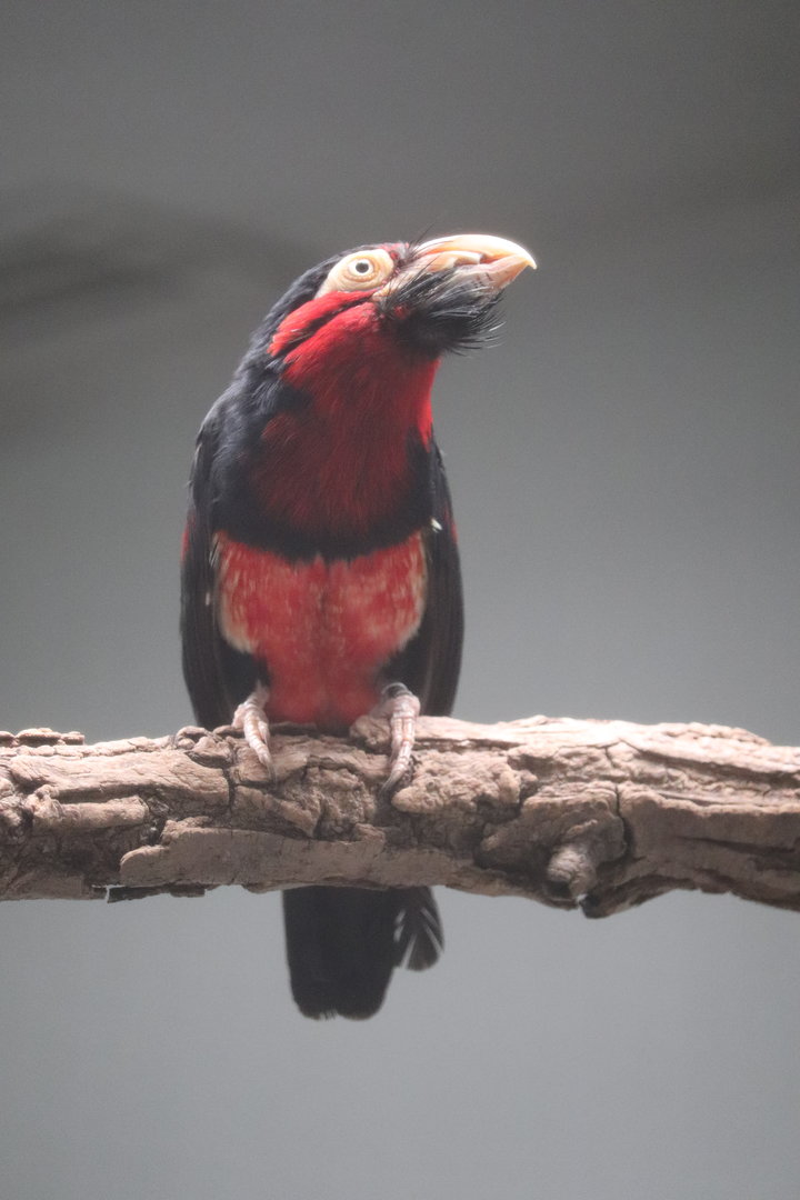 Bird House - Bearded Barbet