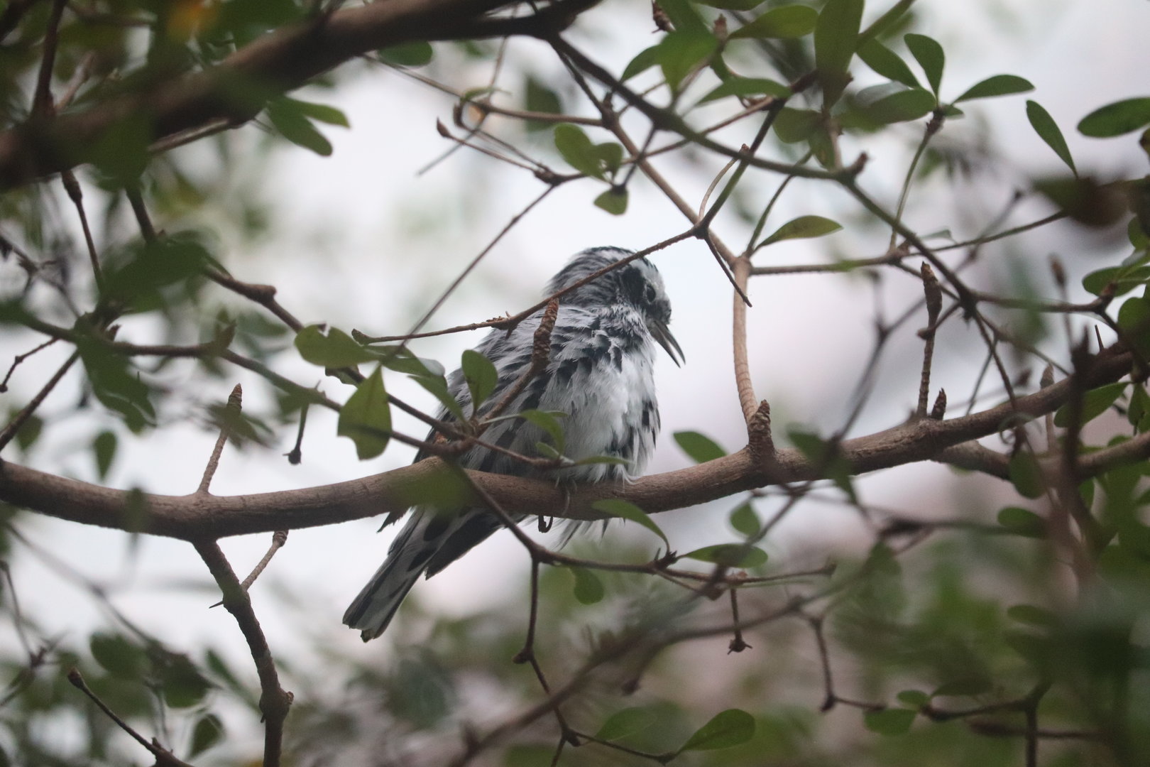 Bird House - Black-and-White Warbler