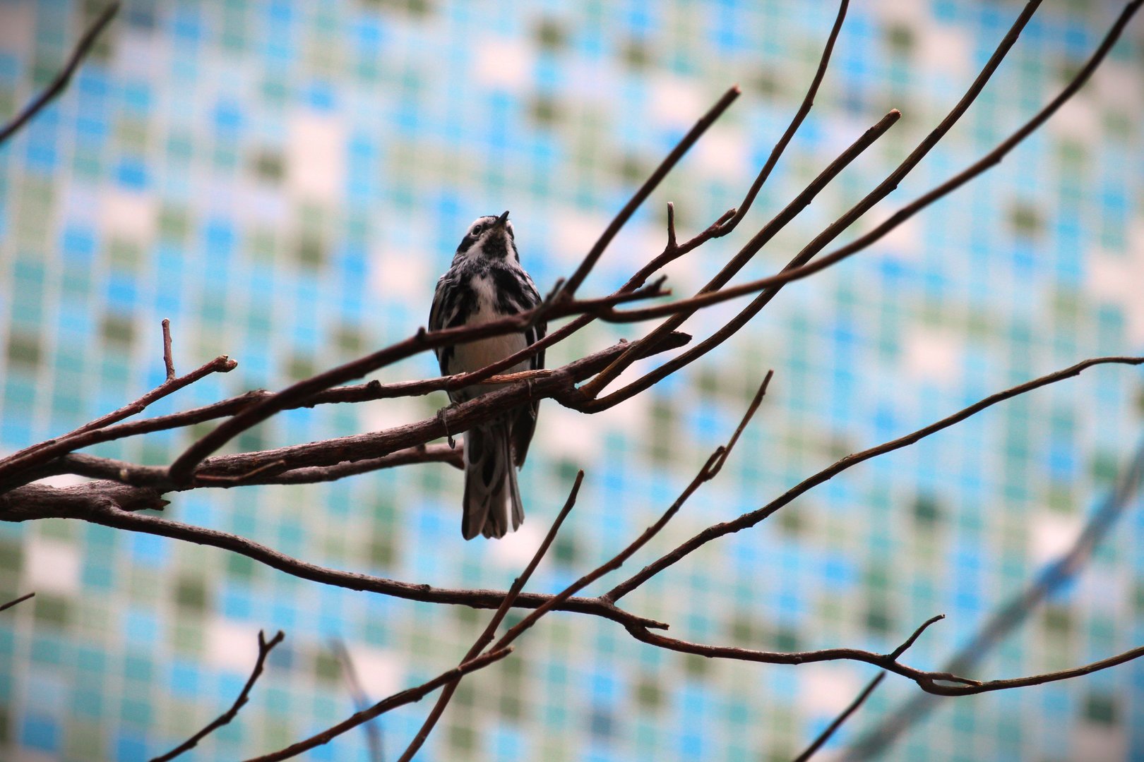 Bird House - Black-and-white Warbler
