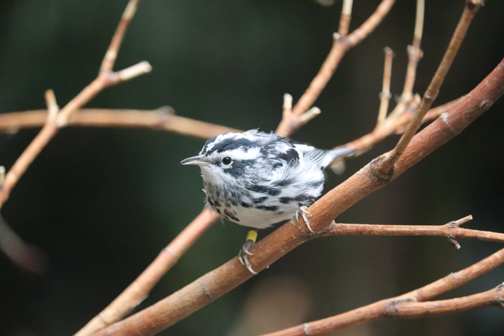 Bird House - Black-and-White Warbler
