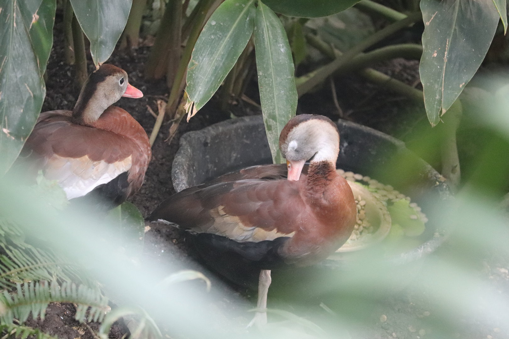 Bird House - Black-Bellied Whistling Duck