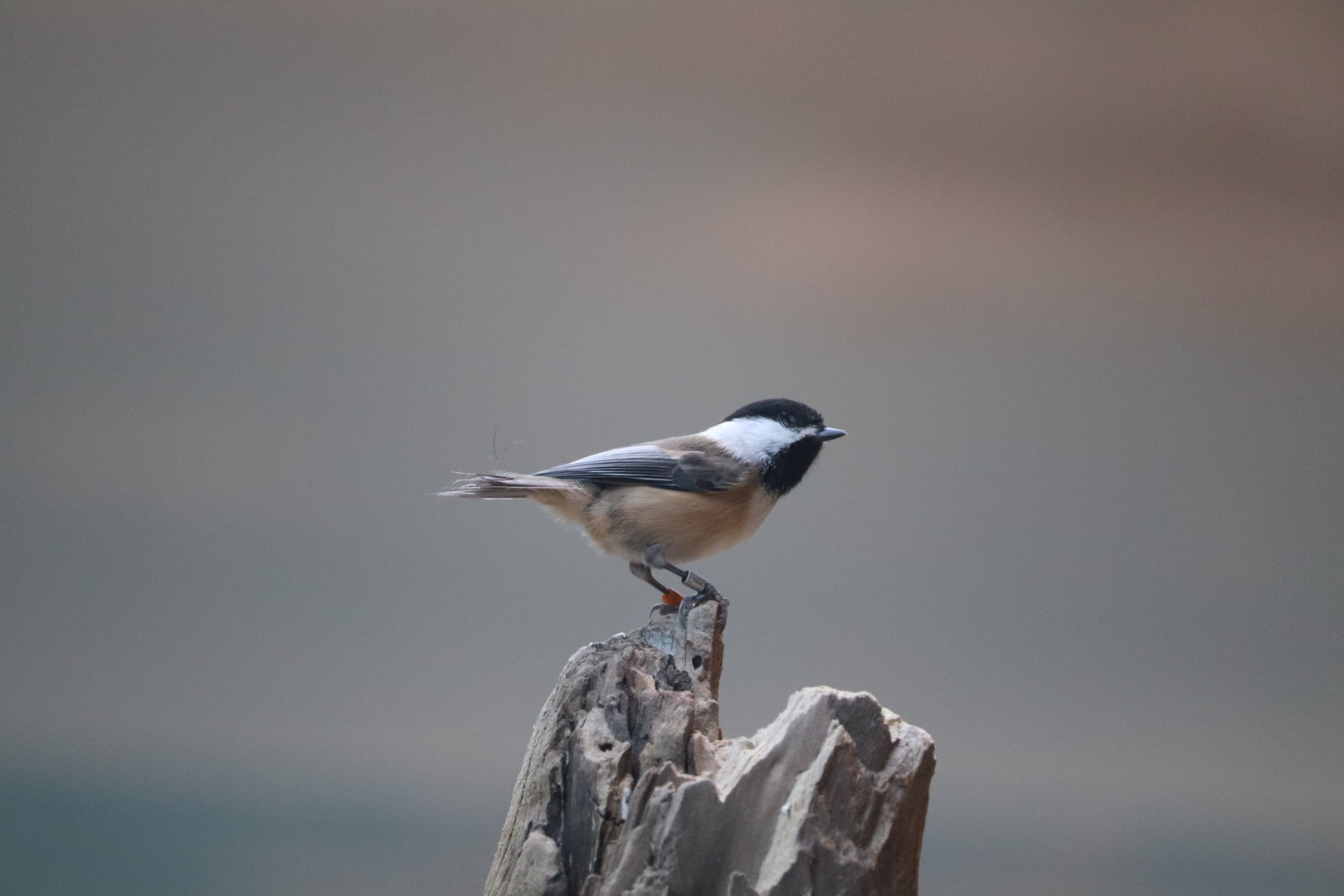 Bird House -Black-Capped Chickadee