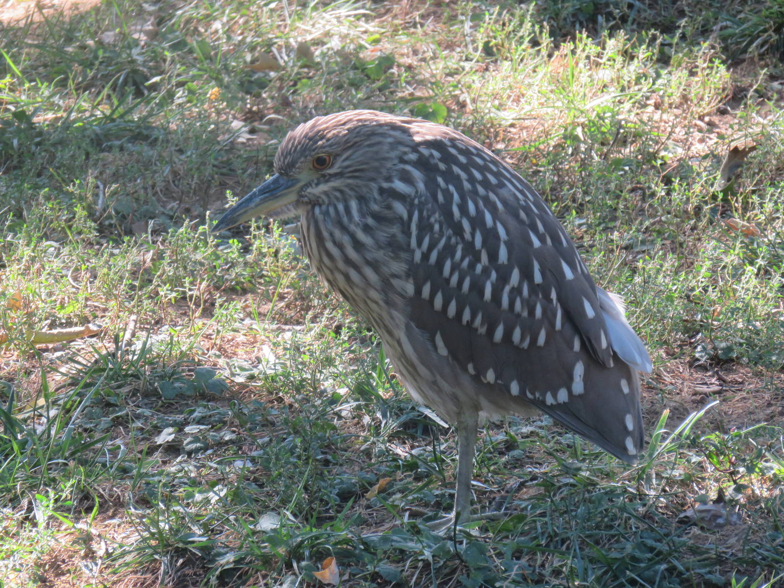 Bird House - Black Crowned Night Heron {Wild}