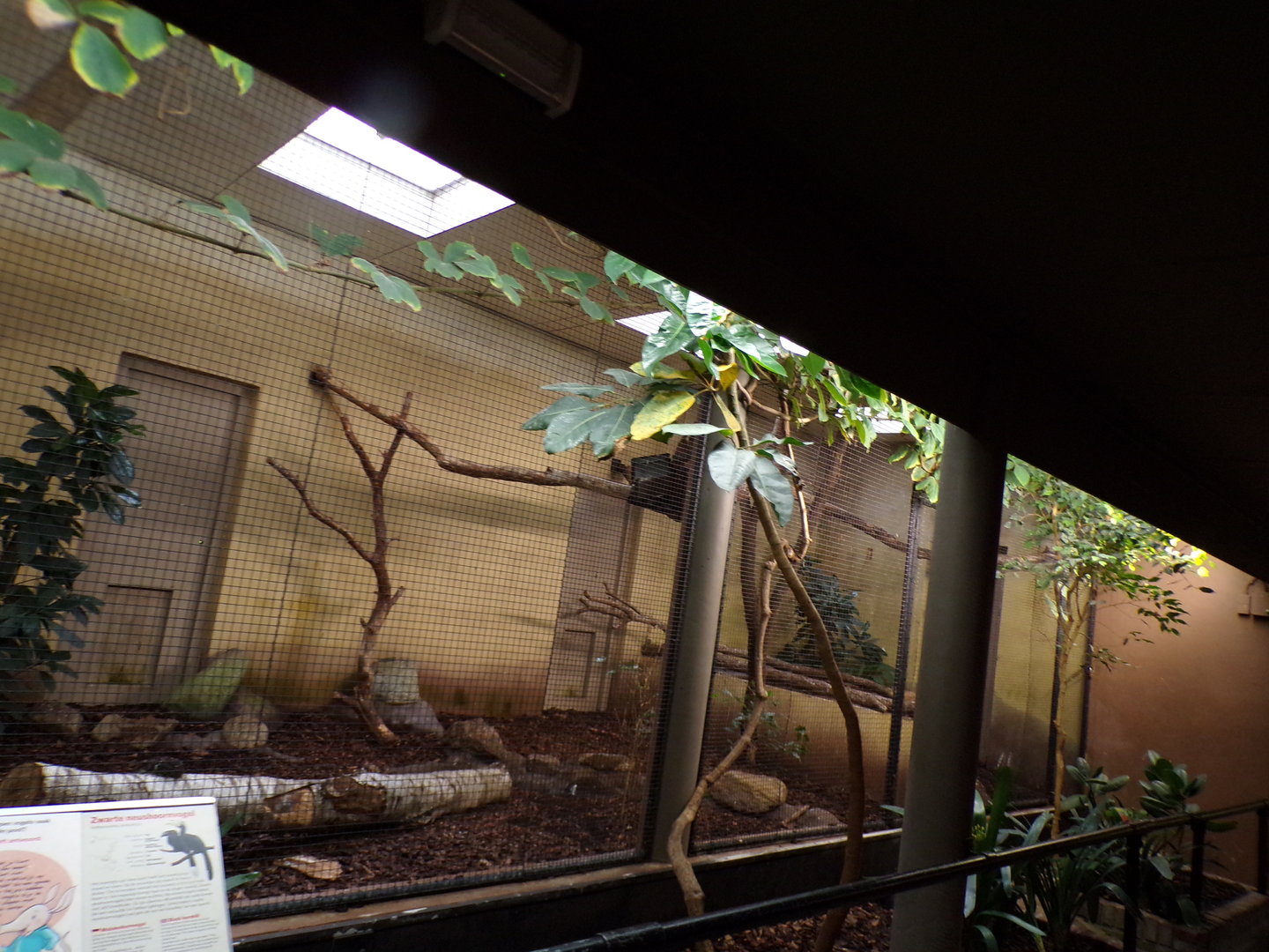 Bird house- Black Hornbill indoors 6.7.23