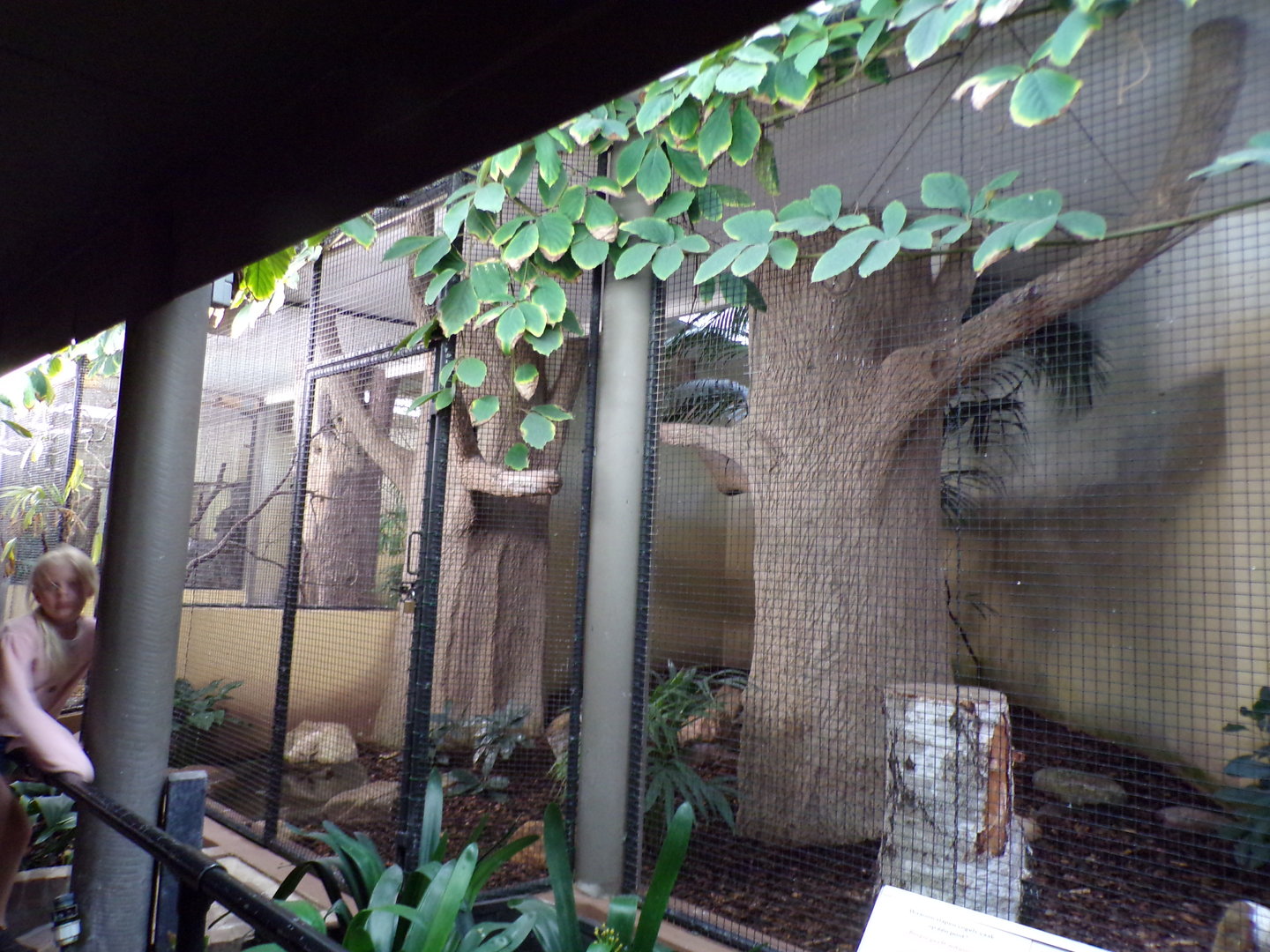 Bird house- Black Hornbill indoors 6.7.23