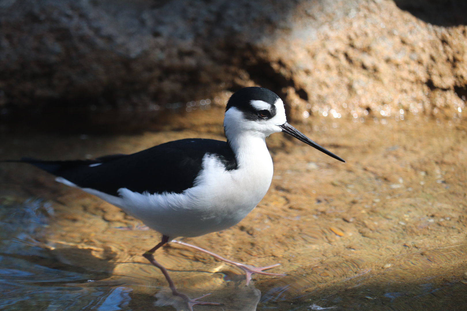 Bird House - Black-Necked Stilt